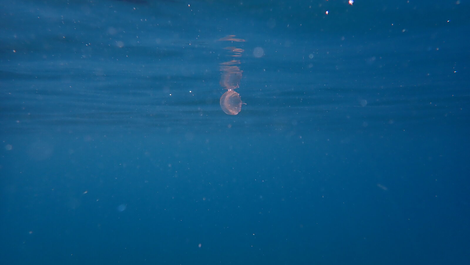 Pelagia Noctiluca