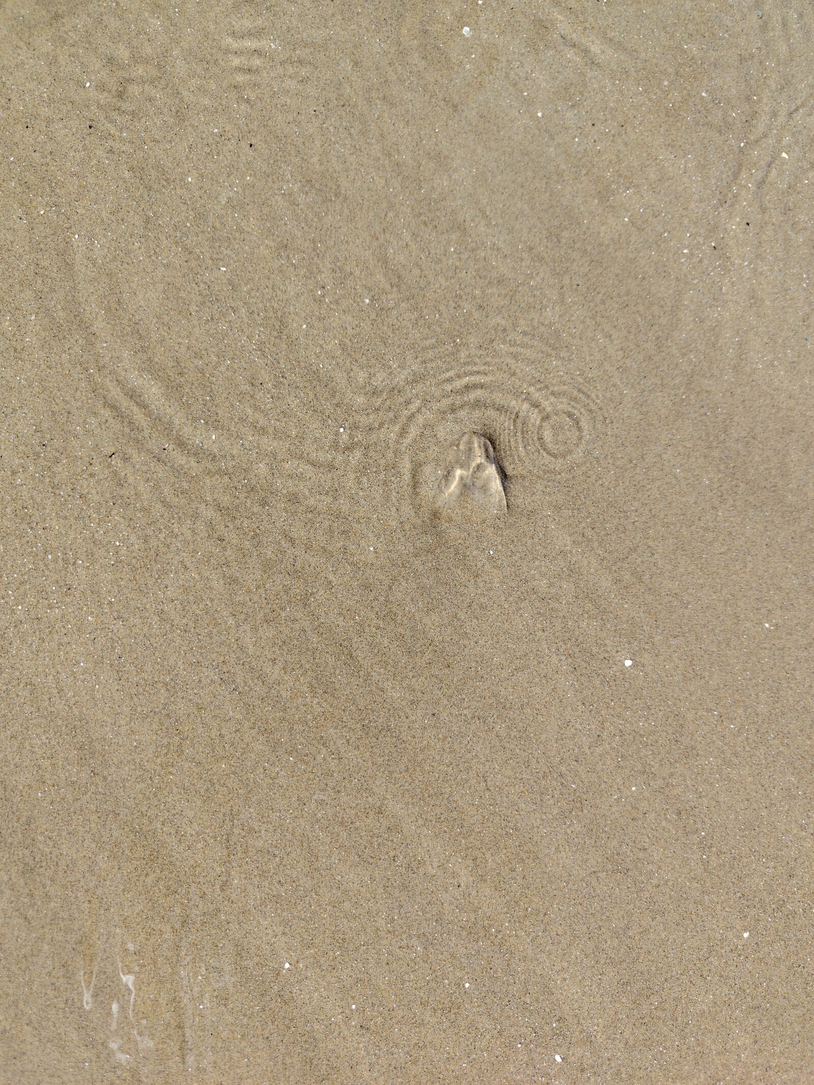 Rhizostoma octopus