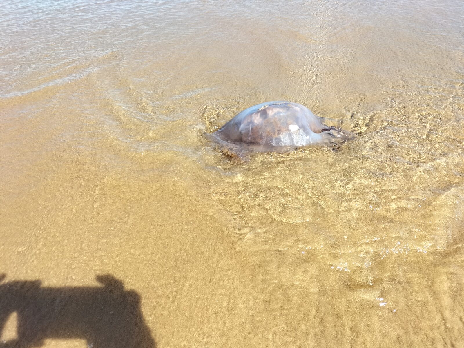 Rhizostoma octopus
