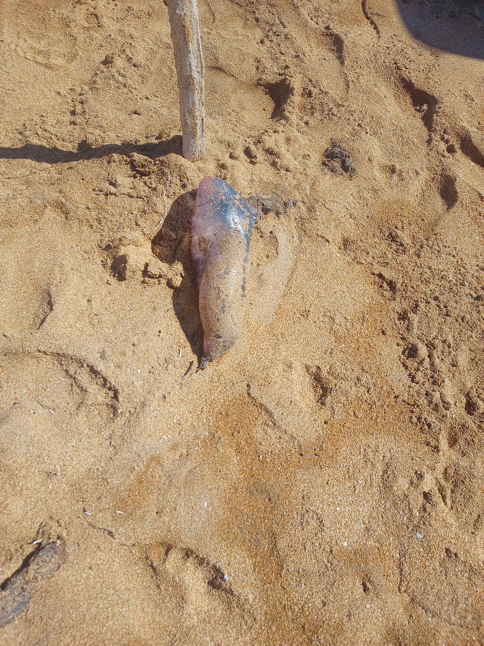 Physalia physalis