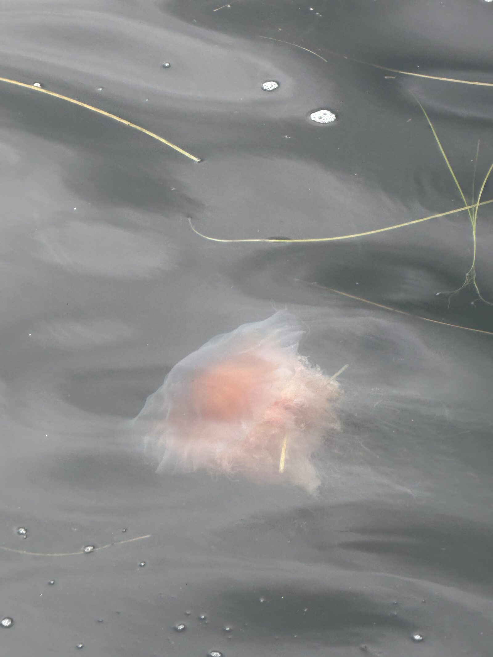 Cyanea capillata
