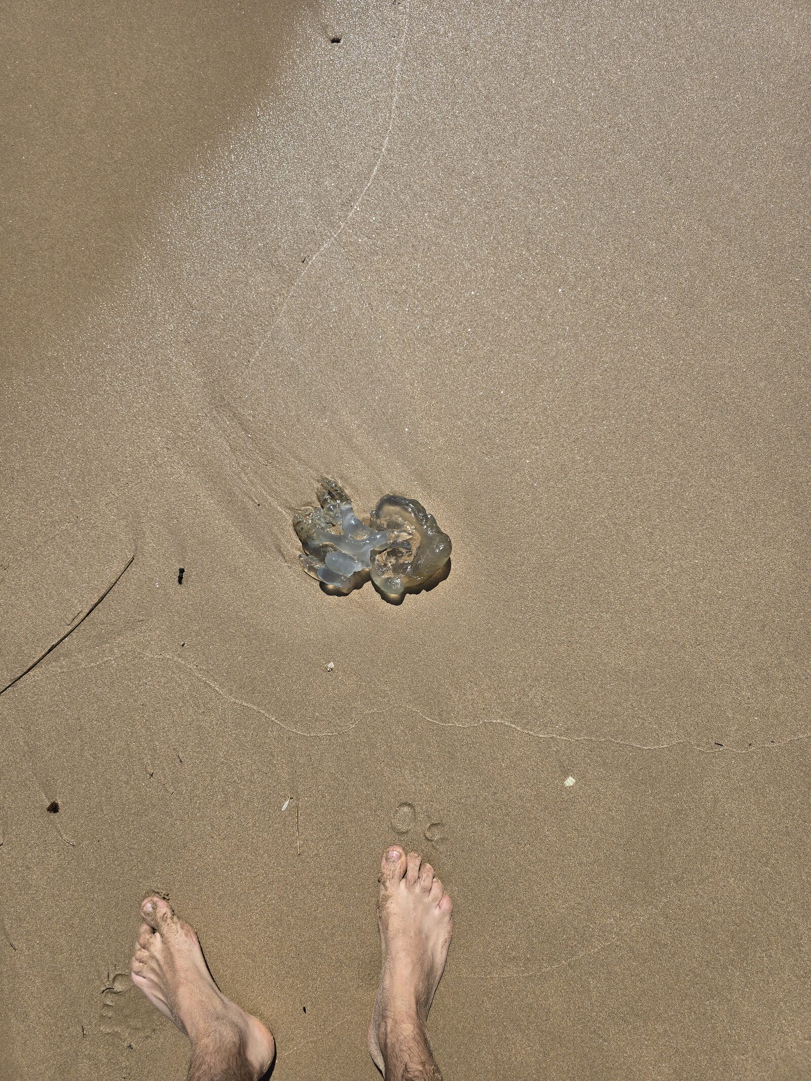 Rhizostoma octopus