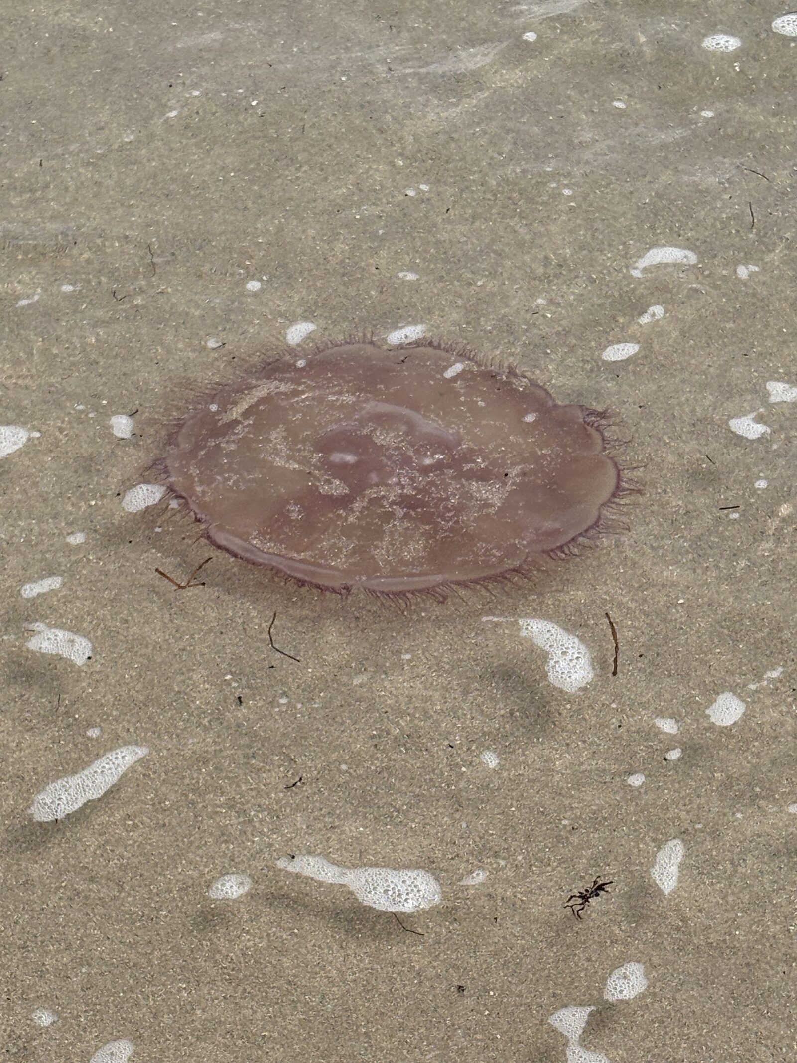 Aurelia Aurita