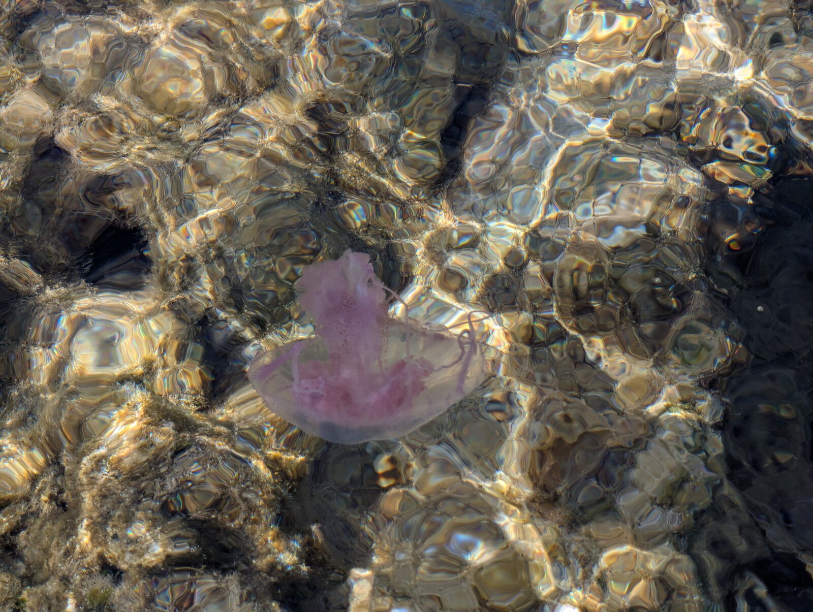 Pelagia Noctiluca