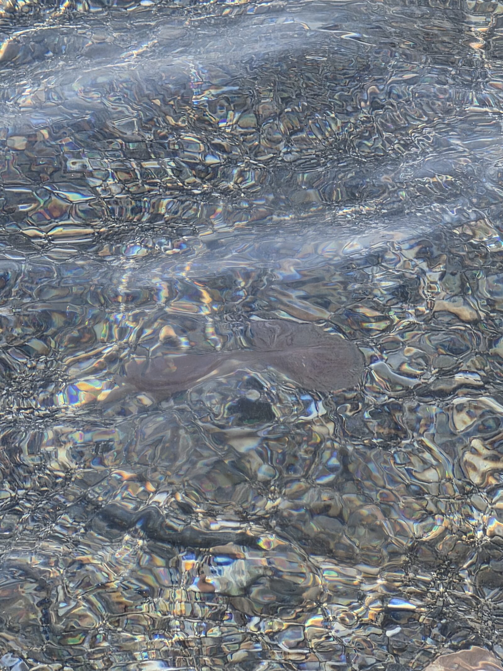 Pelagia Noctiluca