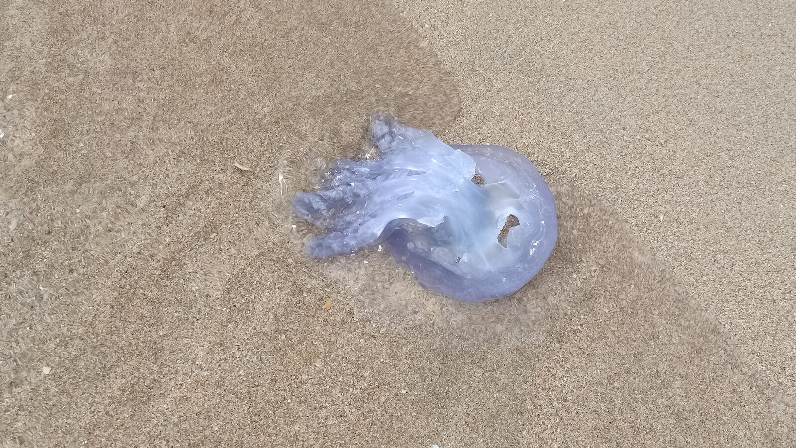 Rhizostoma octopus