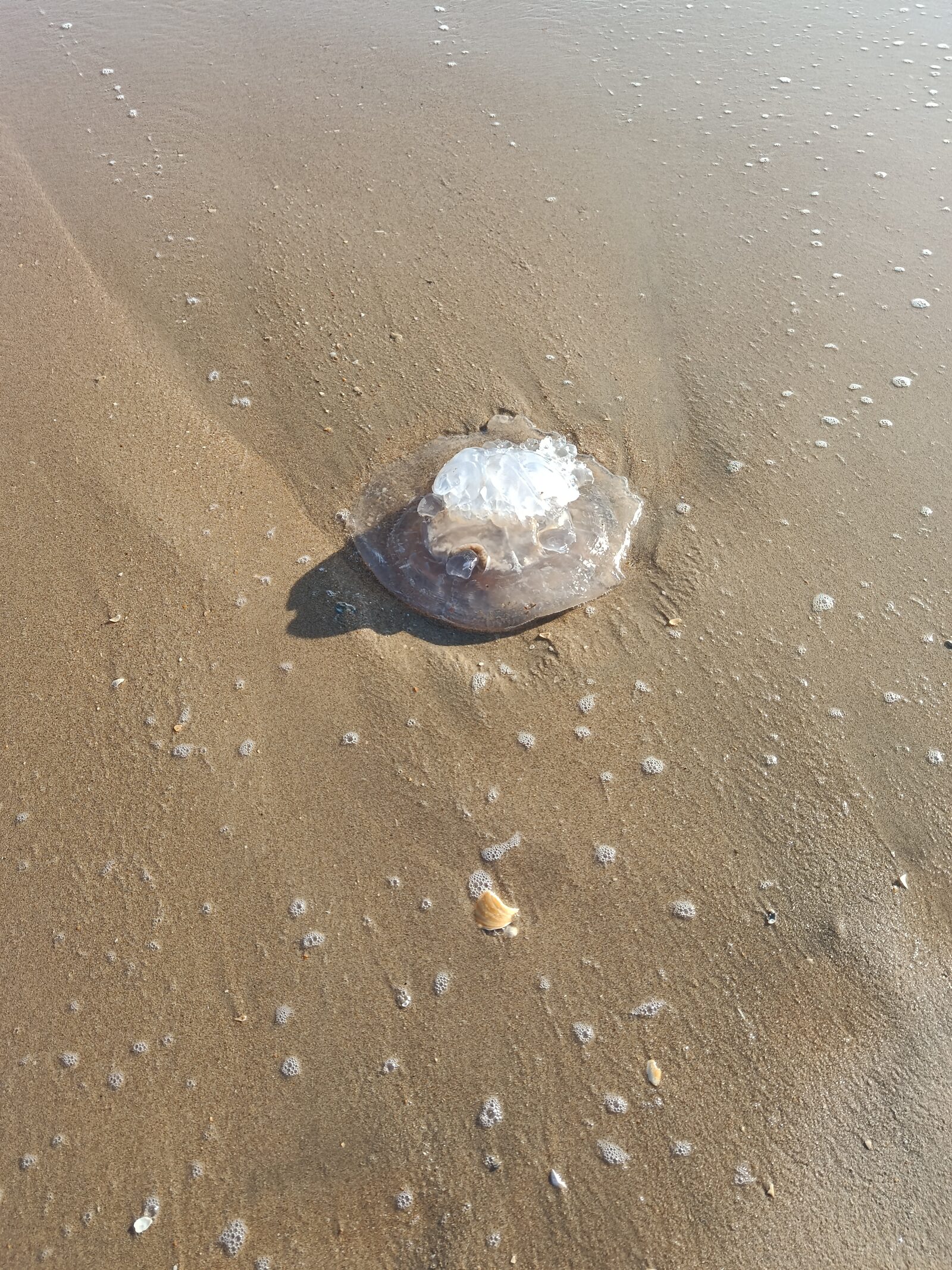 Rhizostoma octopus