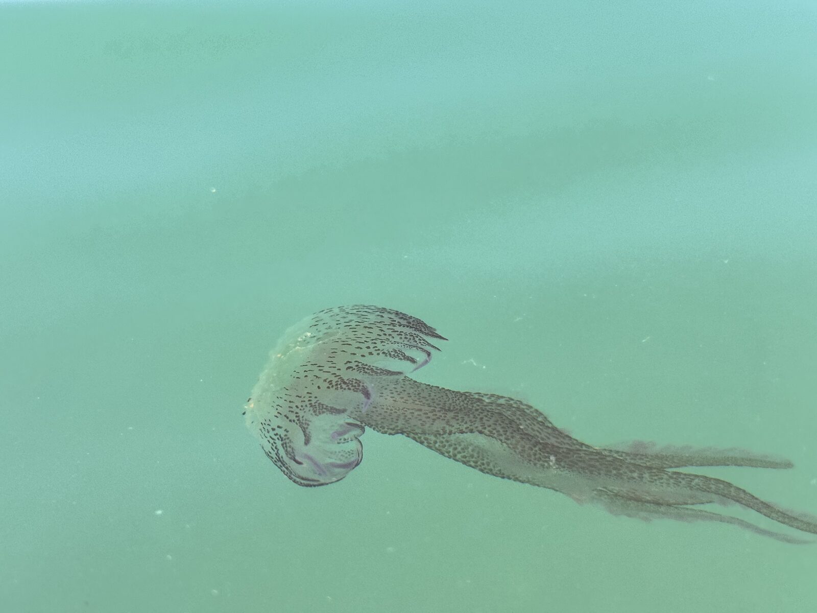 Pelagia Noctiluca