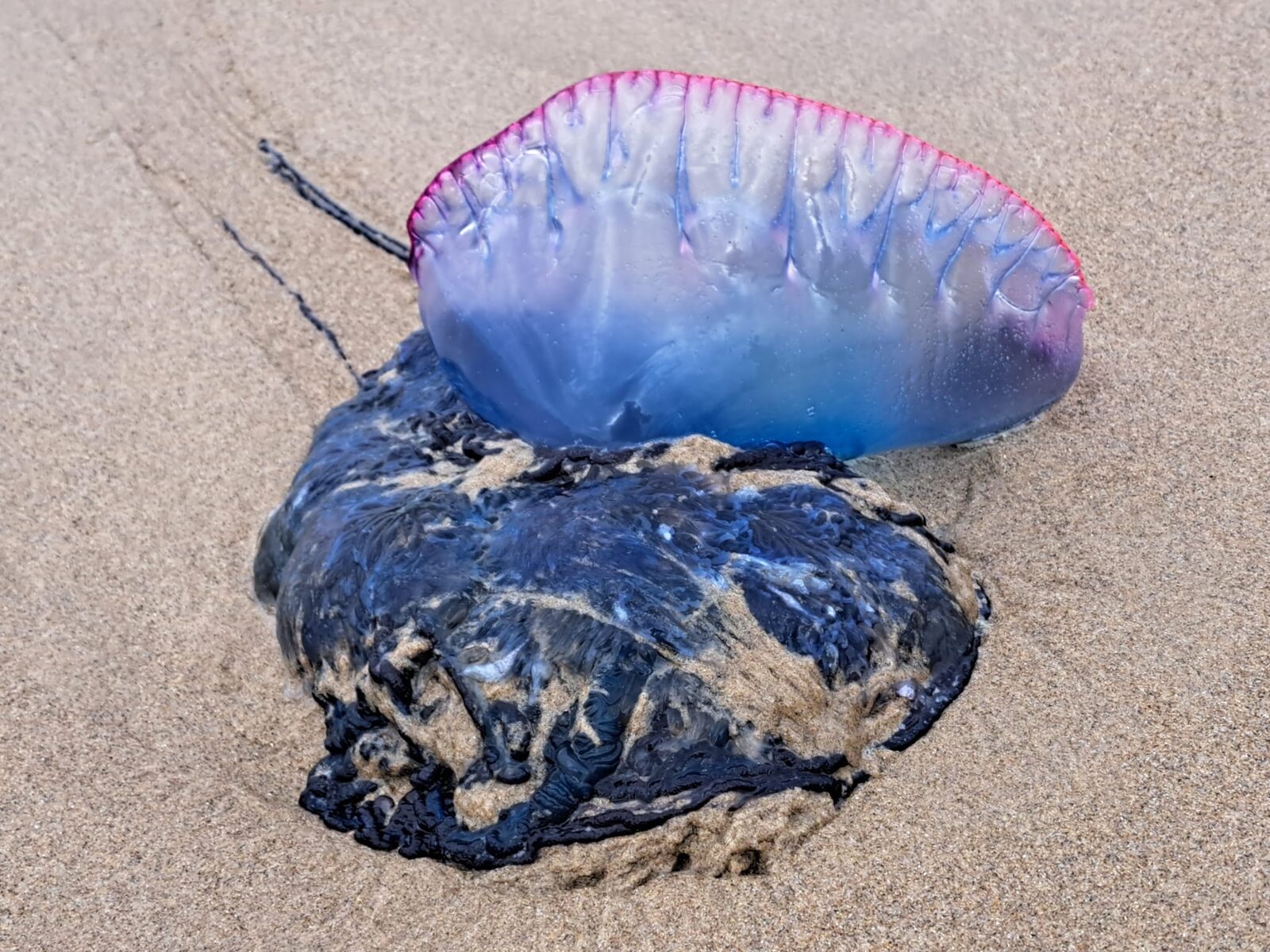 Physalia physalis
