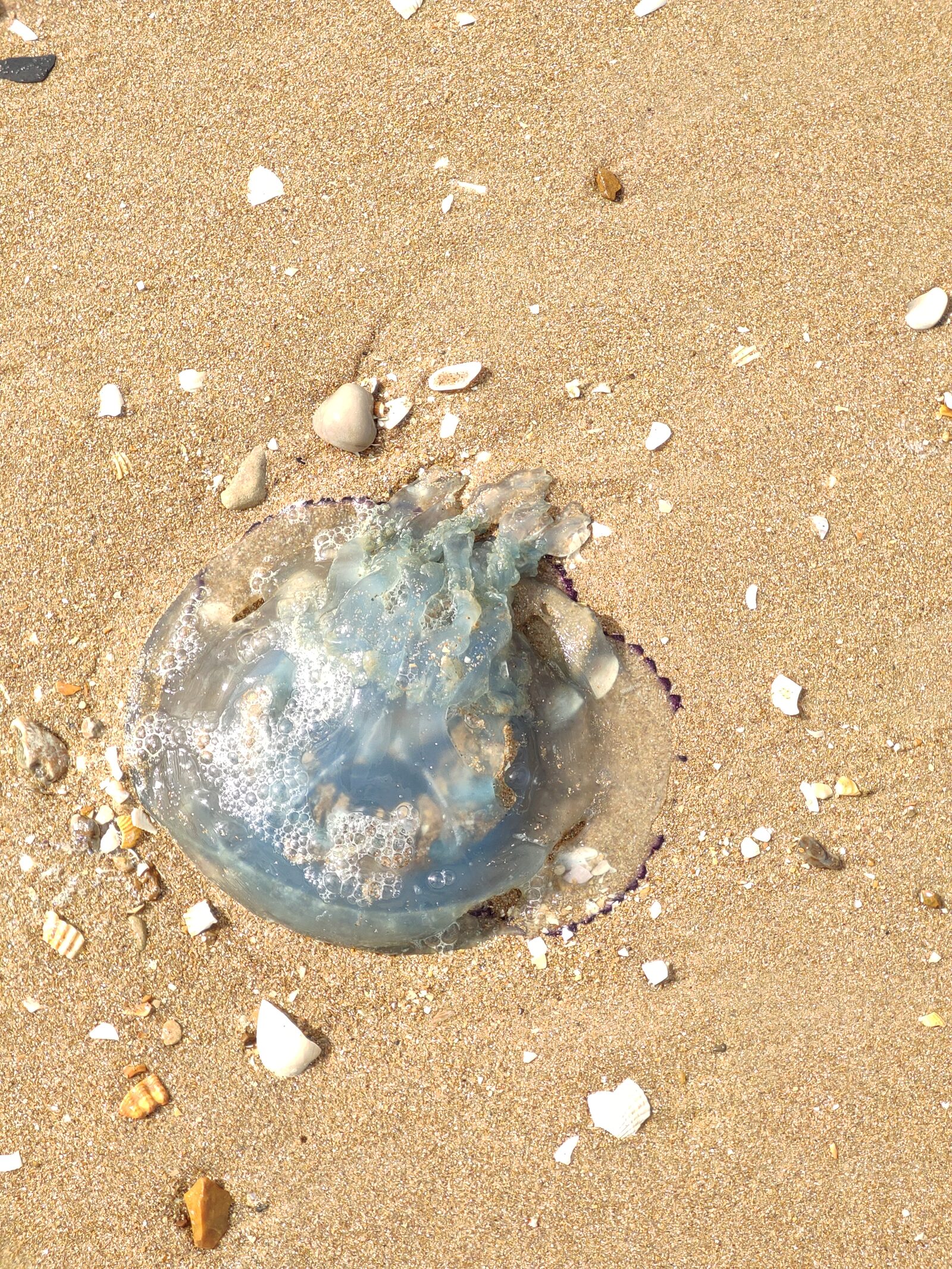 Rhizostoma octopus