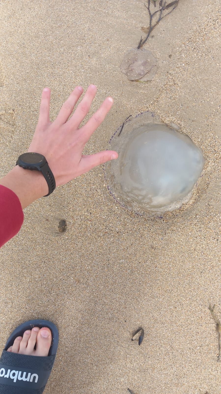 Rhizostoma octopus