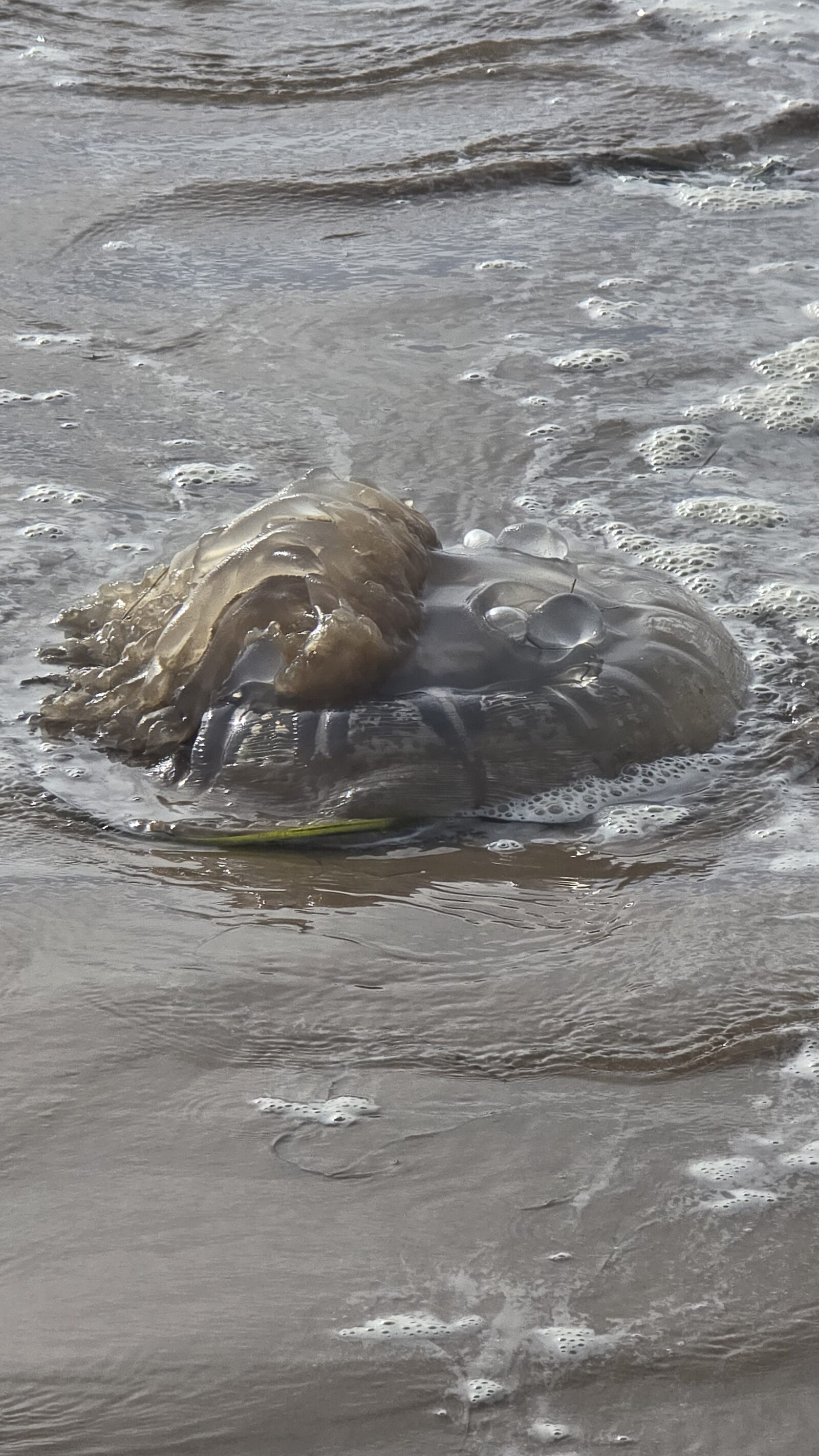 Rhizostoma octopus