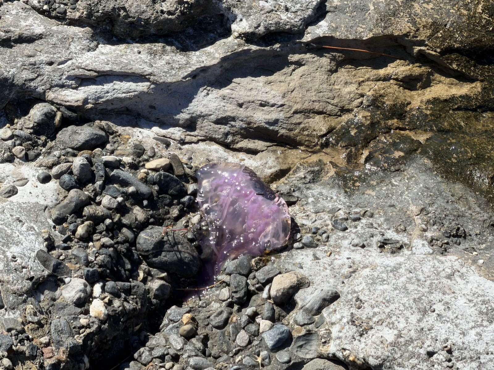 Pelagia Noctiluca