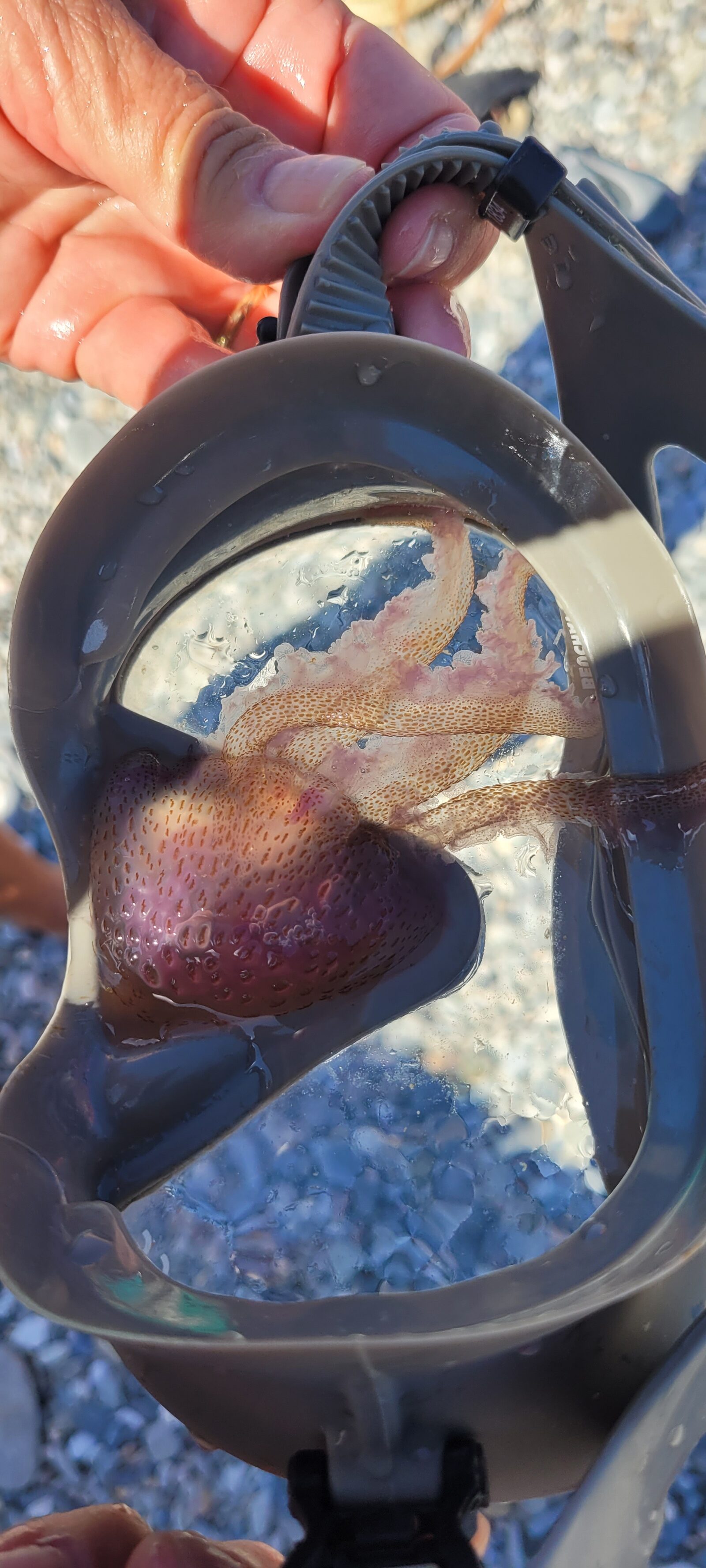 Pelagia Noctiluca
