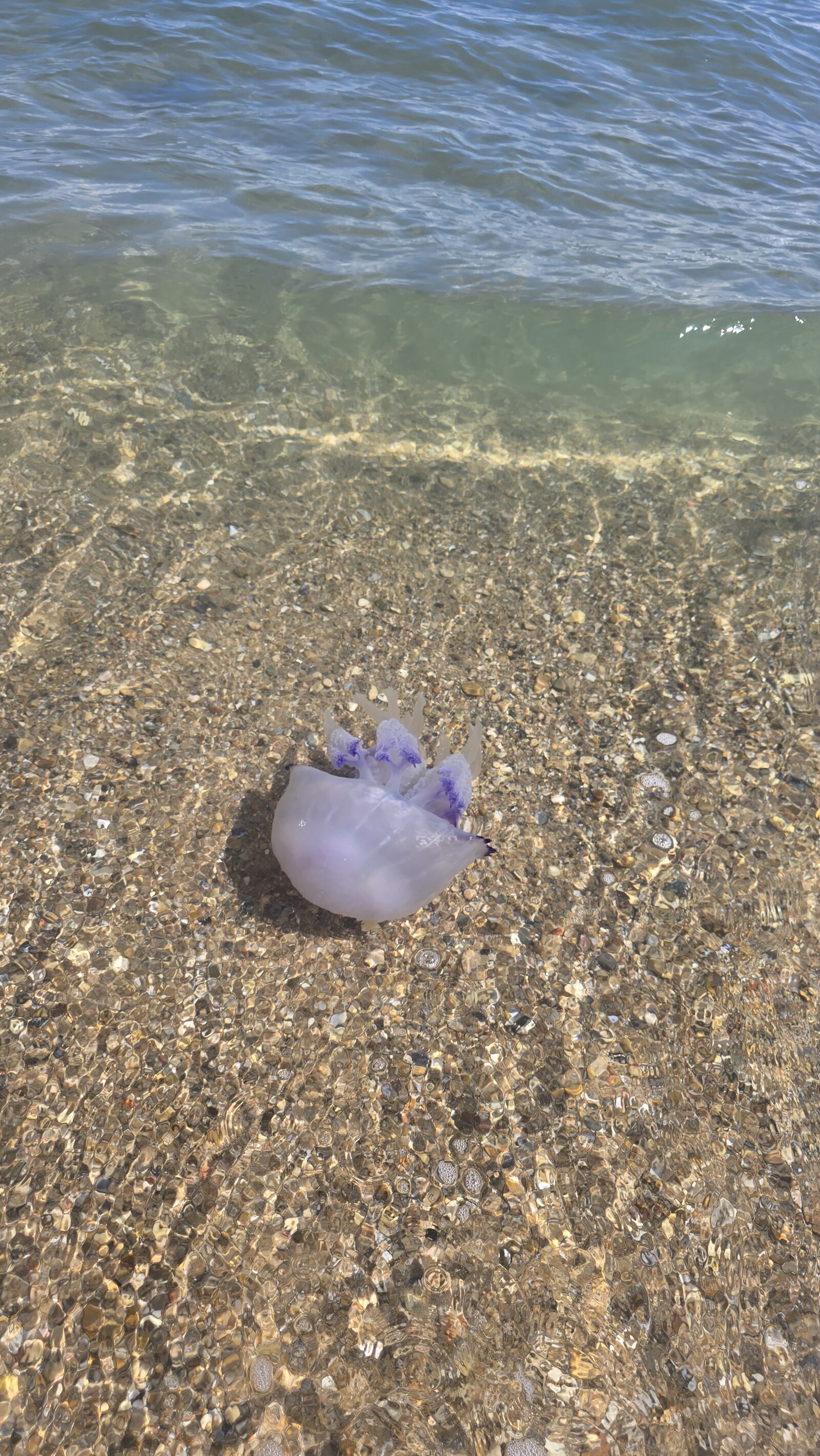 Rhizostoma octopus