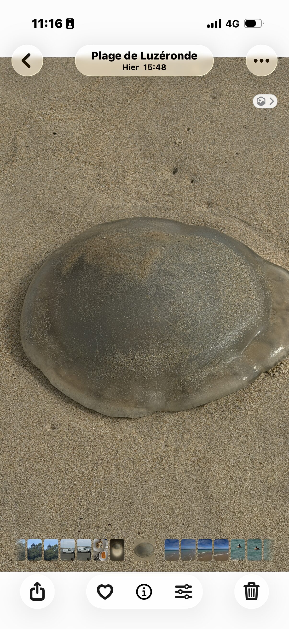 Rhizostoma octopus