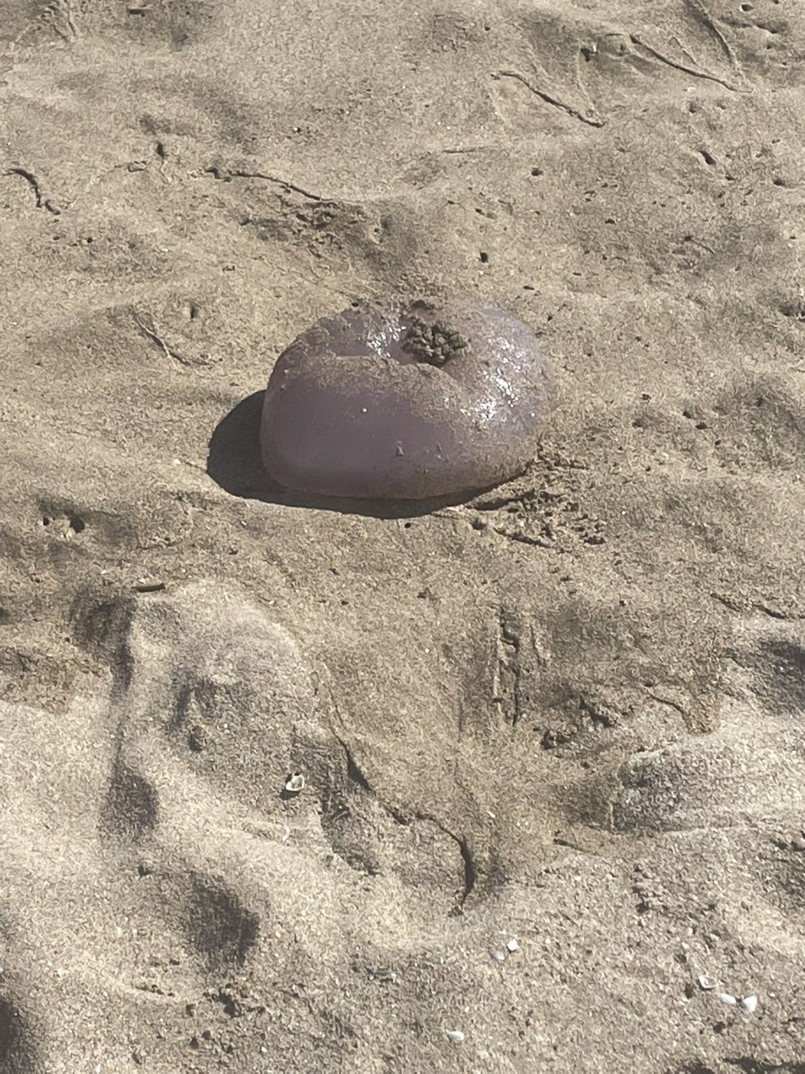 Rhizostoma octopus
