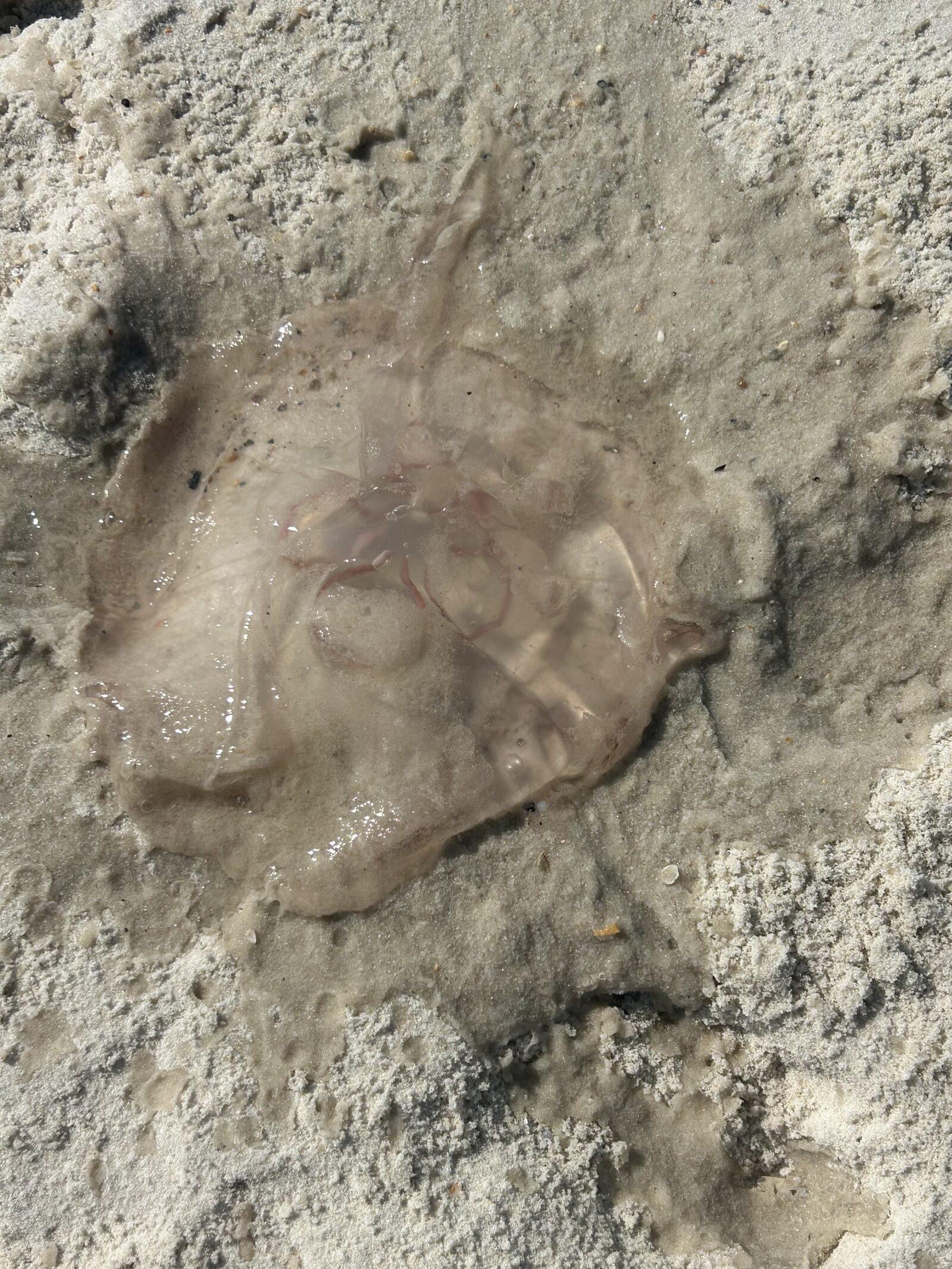 Aurelia Aurita