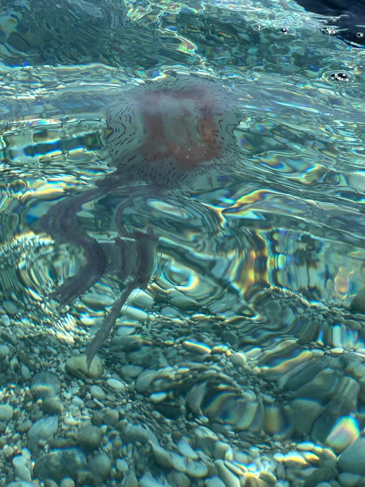 Pelagia Noctiluca