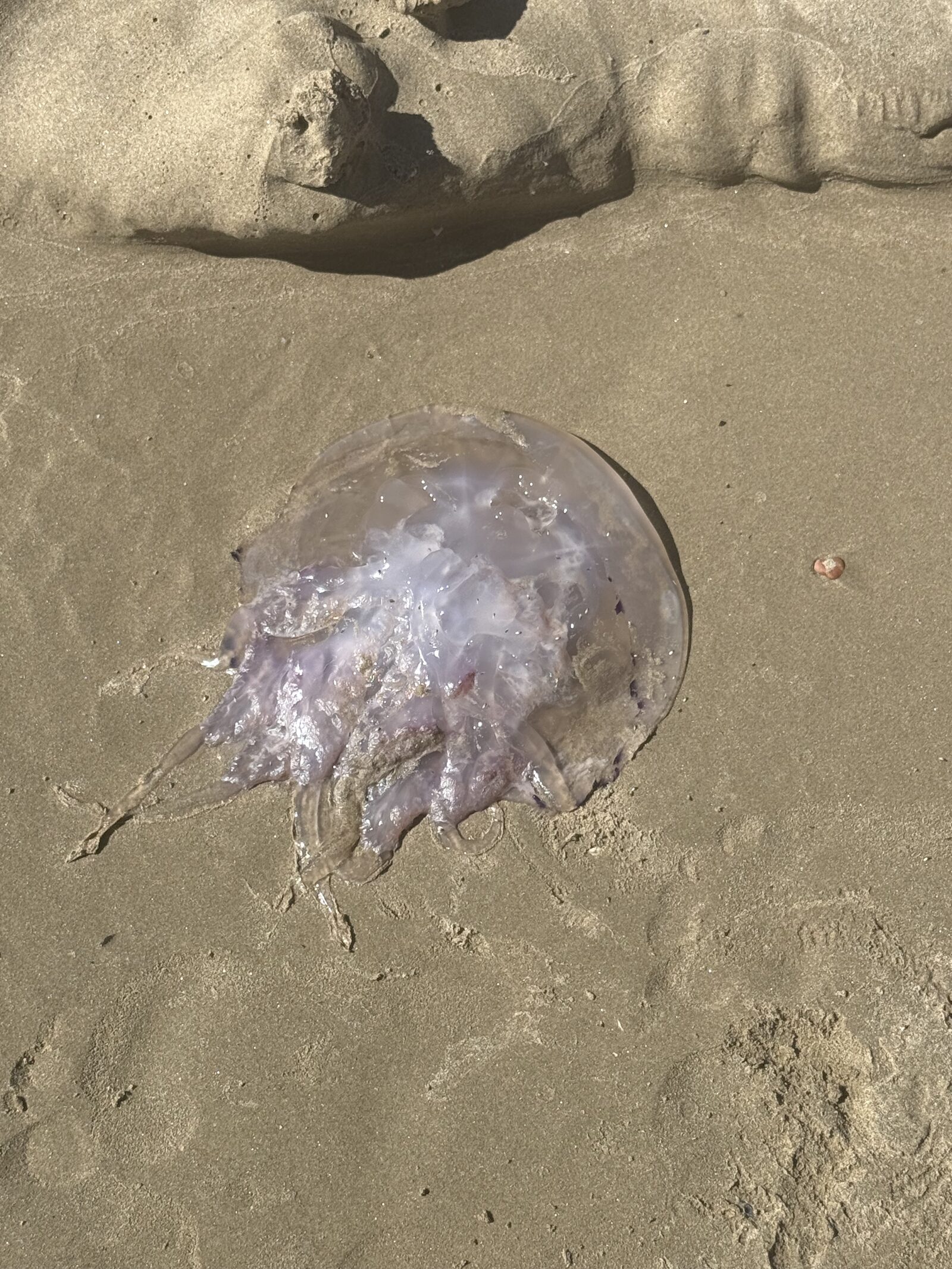 Rhizostoma octopus