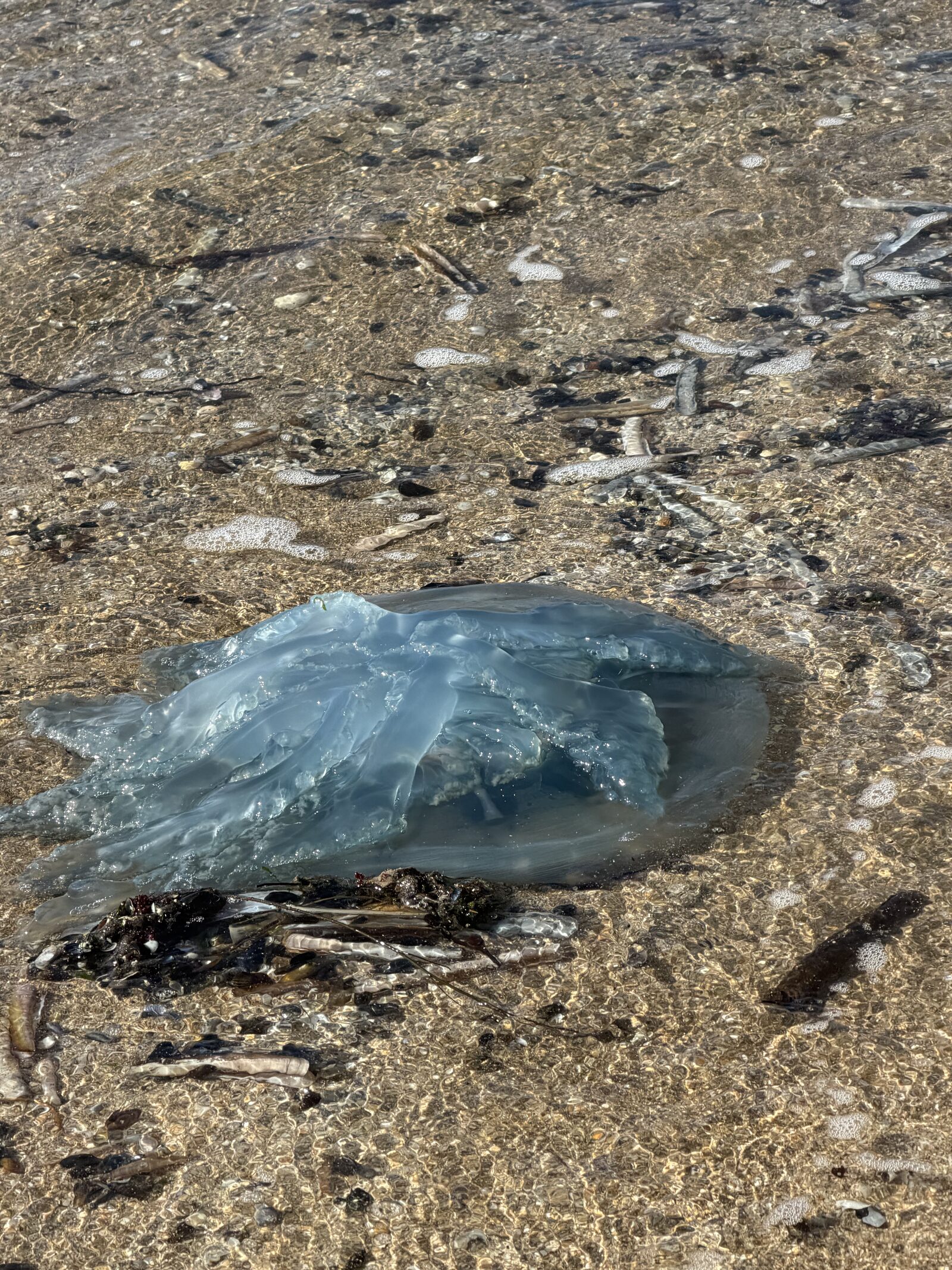 Rhizostoma octopus