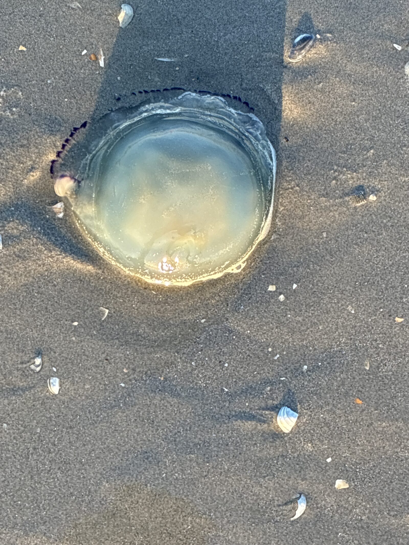 Rhizostoma octopus