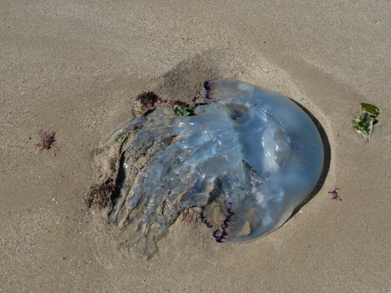Rhizostoma octopus