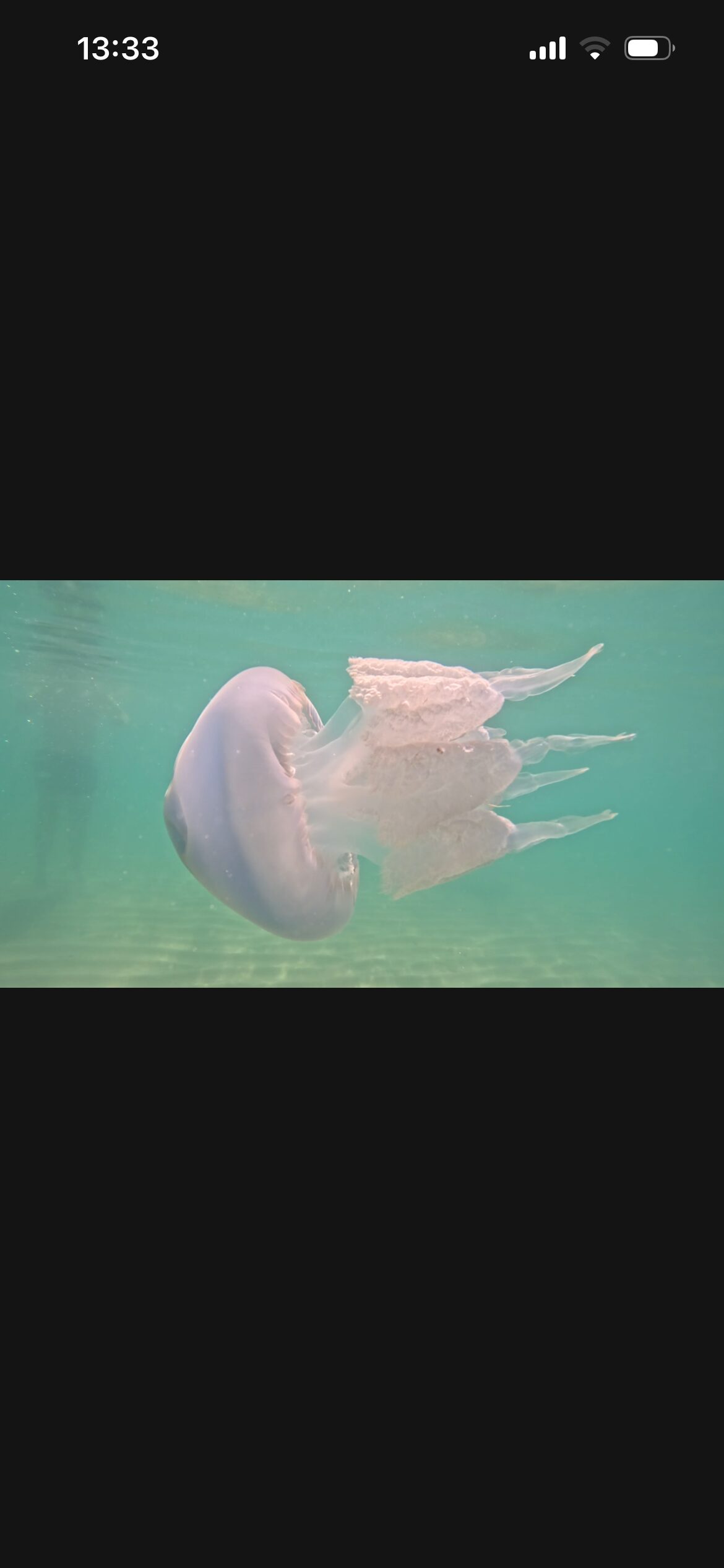 Rhizostoma octopus