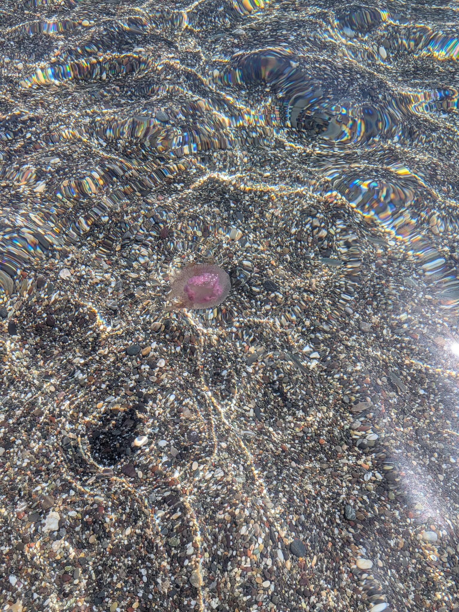 Pelagia Noctiluca