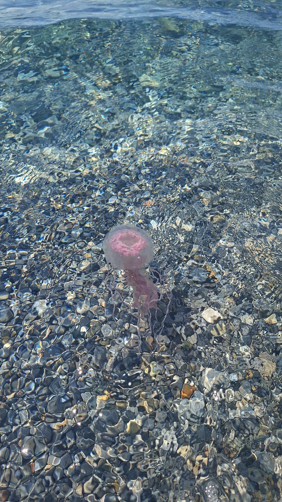 Pelagia Noctiluca