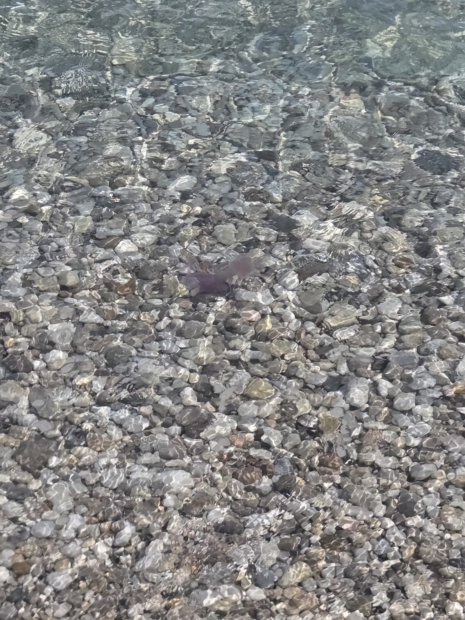 Pelagia Noctiluca