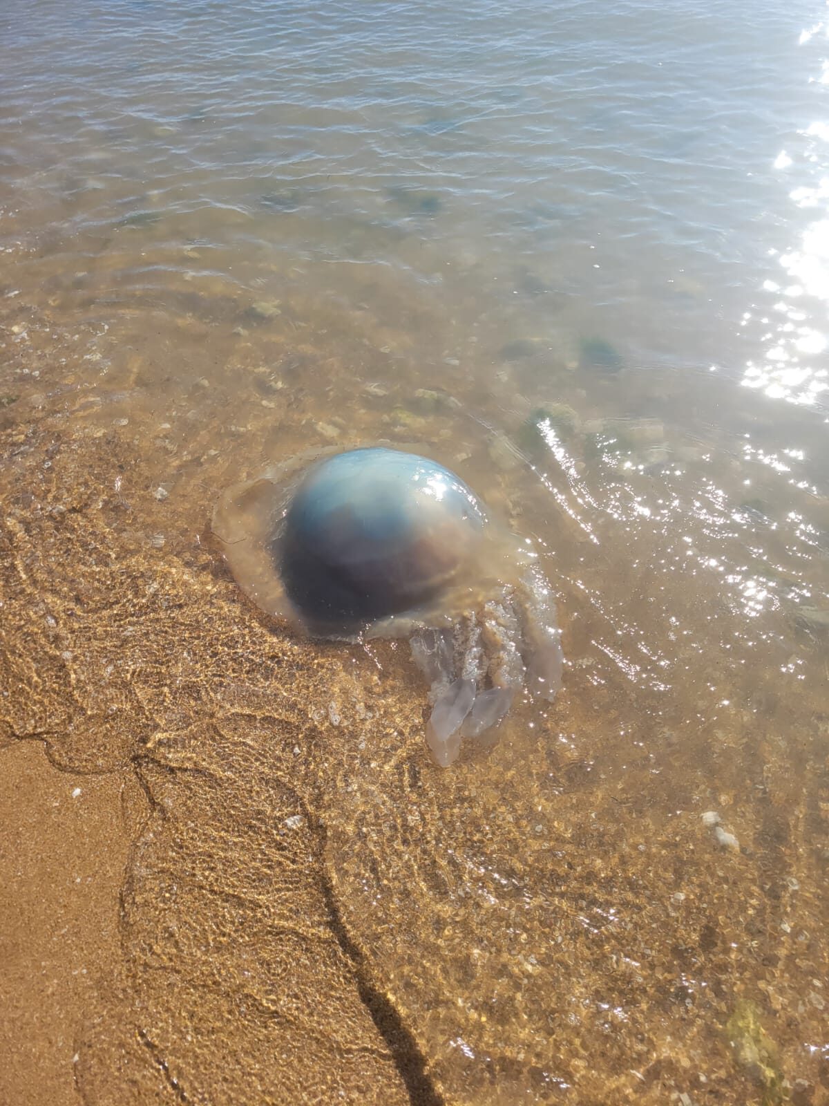 Rhizostoma octopus