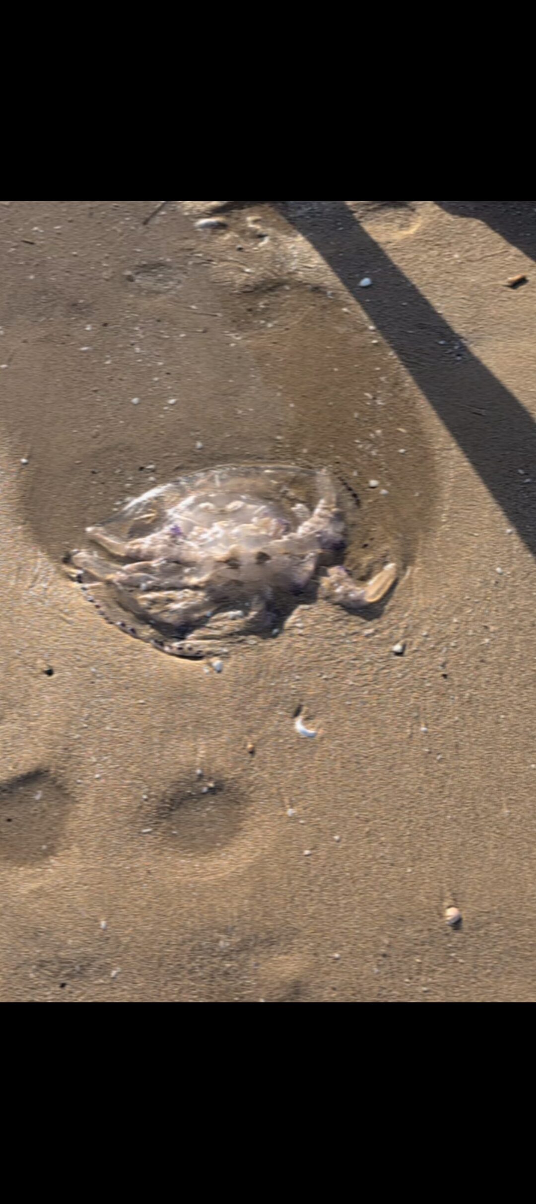 Rhizostoma octopus
