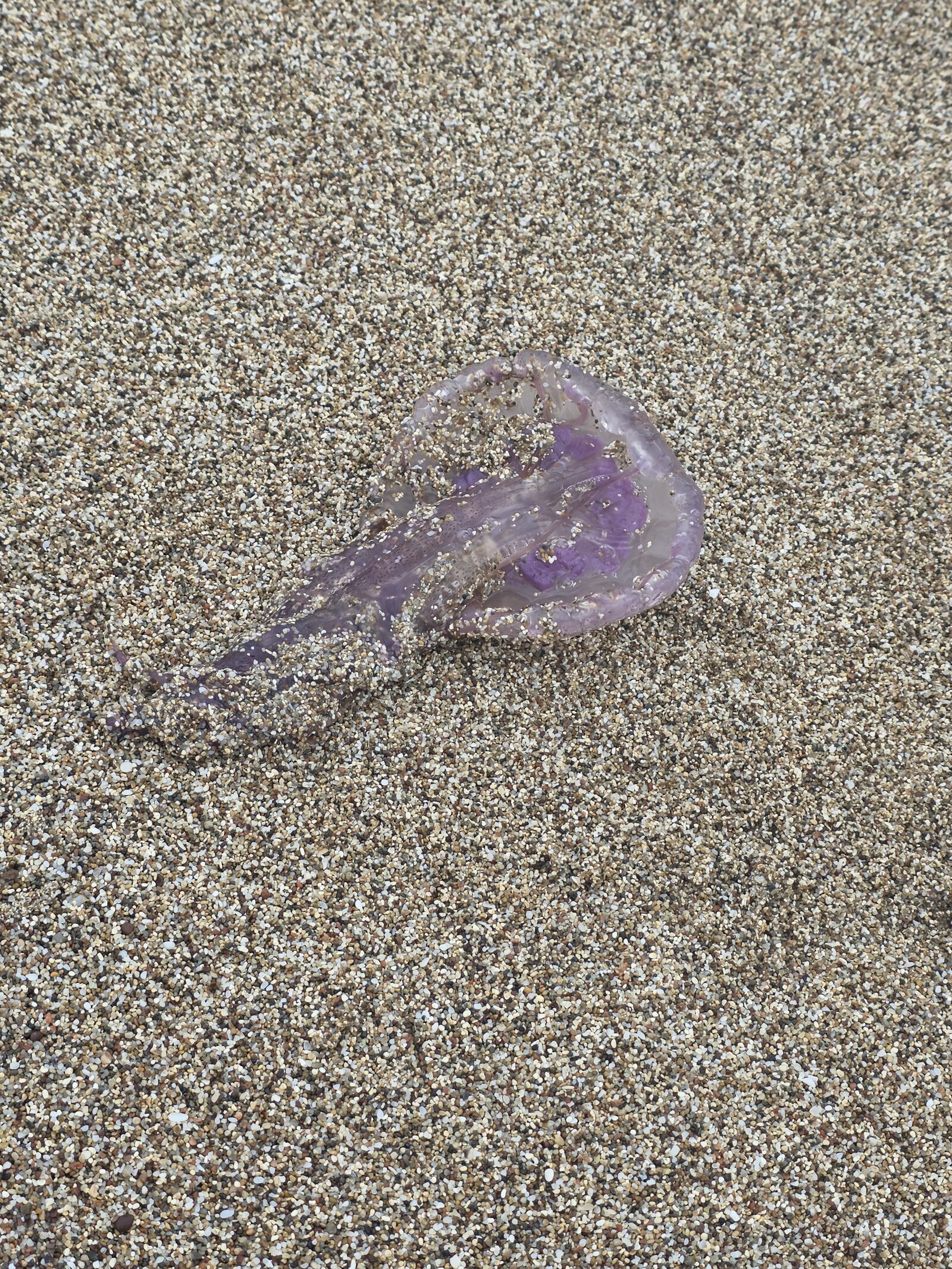 Pelagia Noctiluca