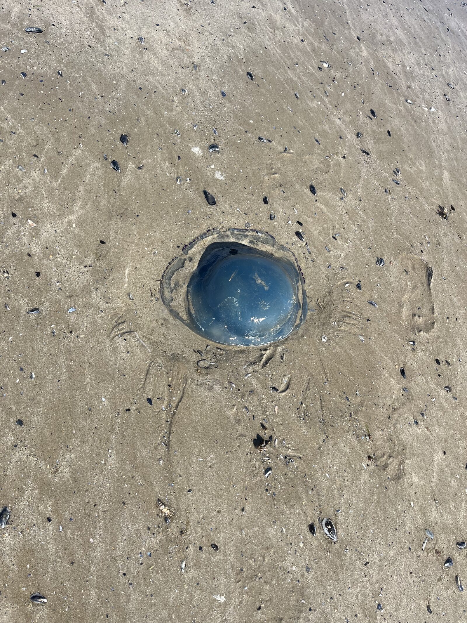 Rhizostoma octopus