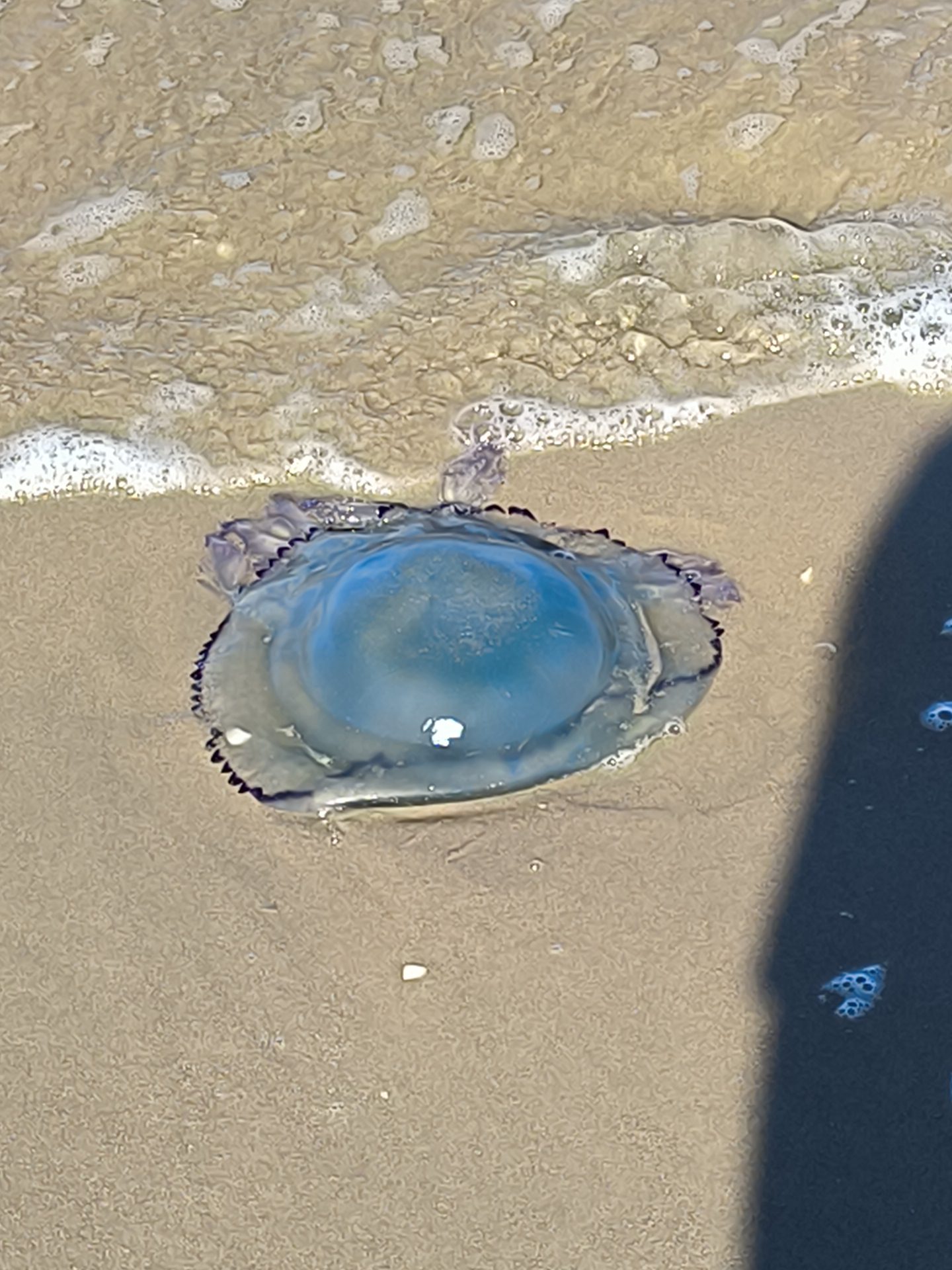 Rhizostoma octopus