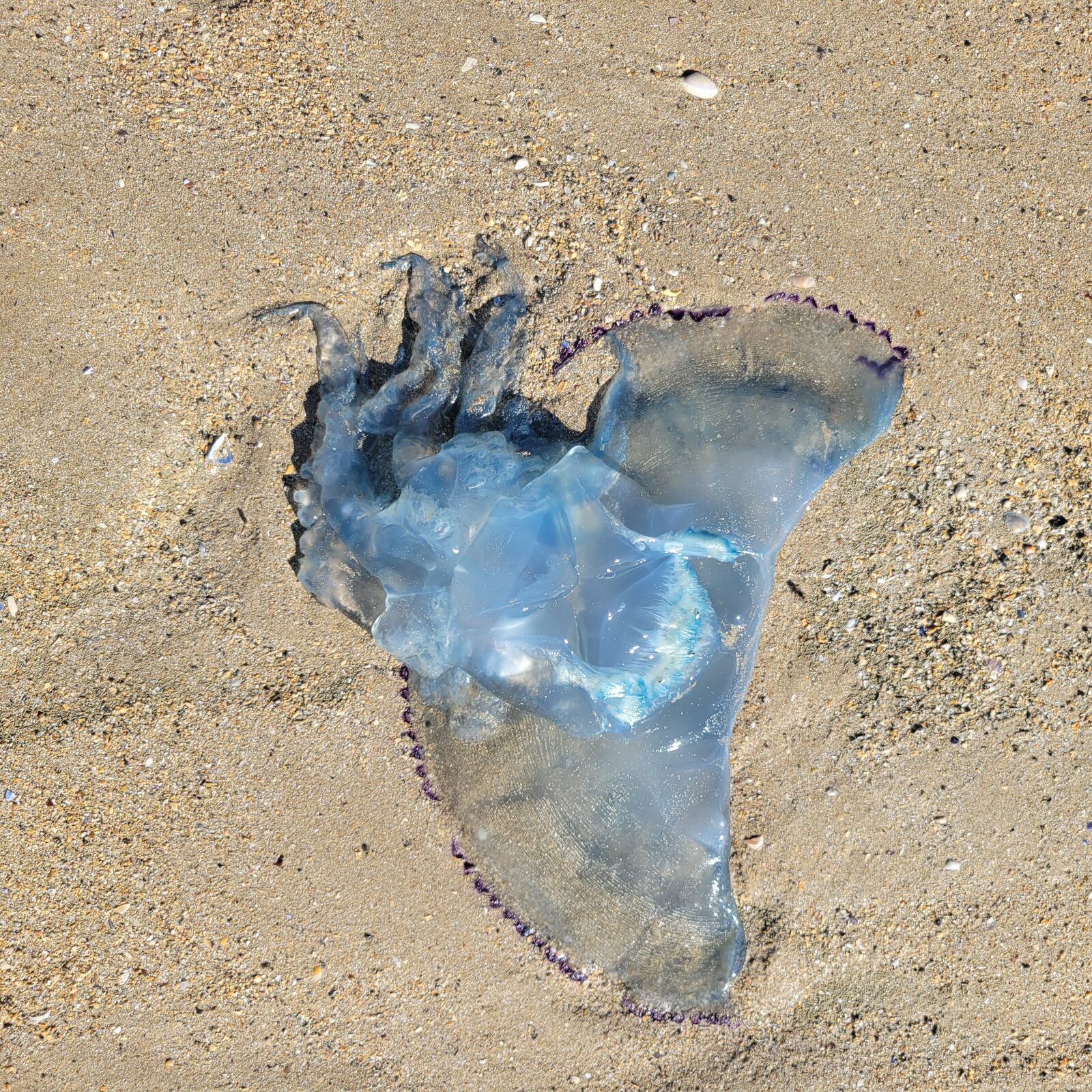 Rhizostoma octopus