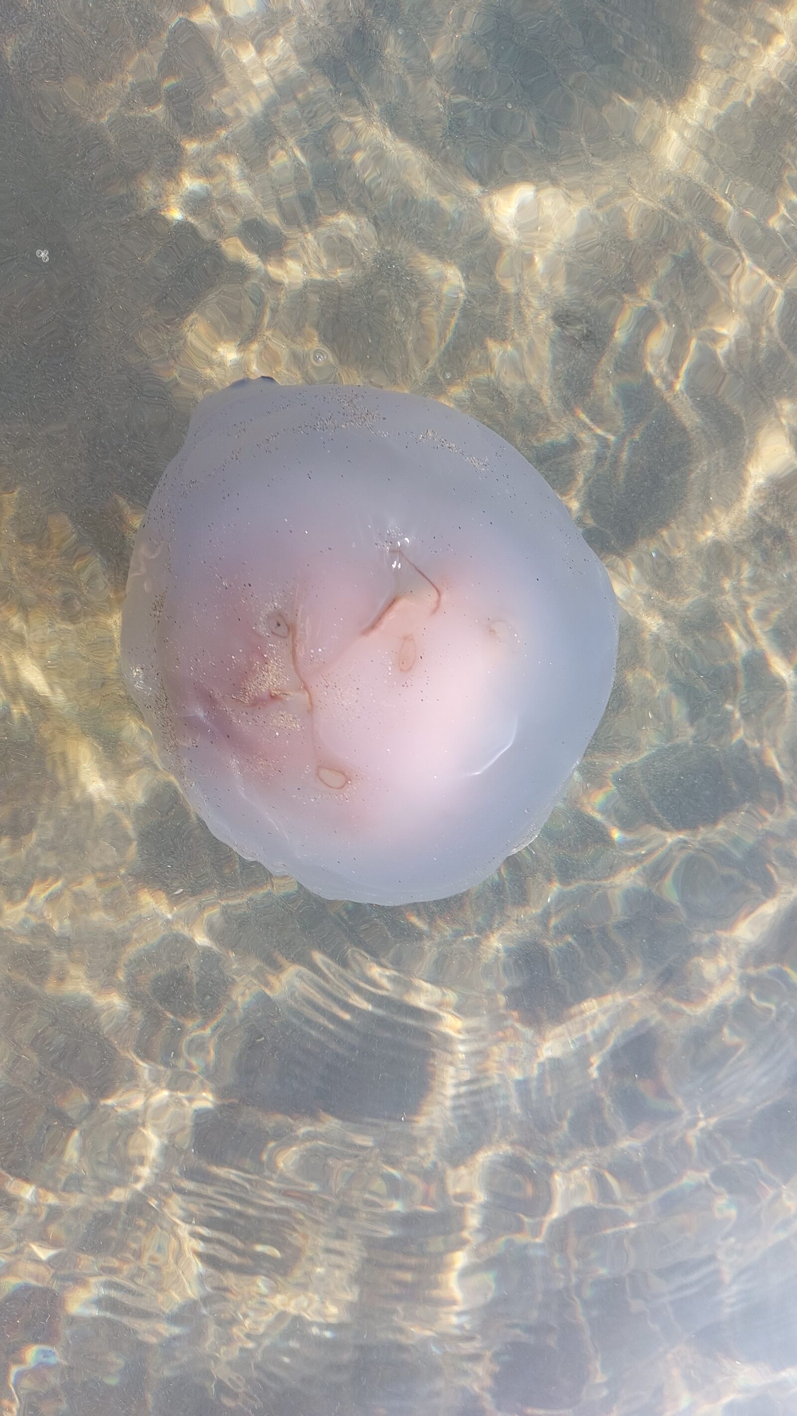 Rhizostoma octopus