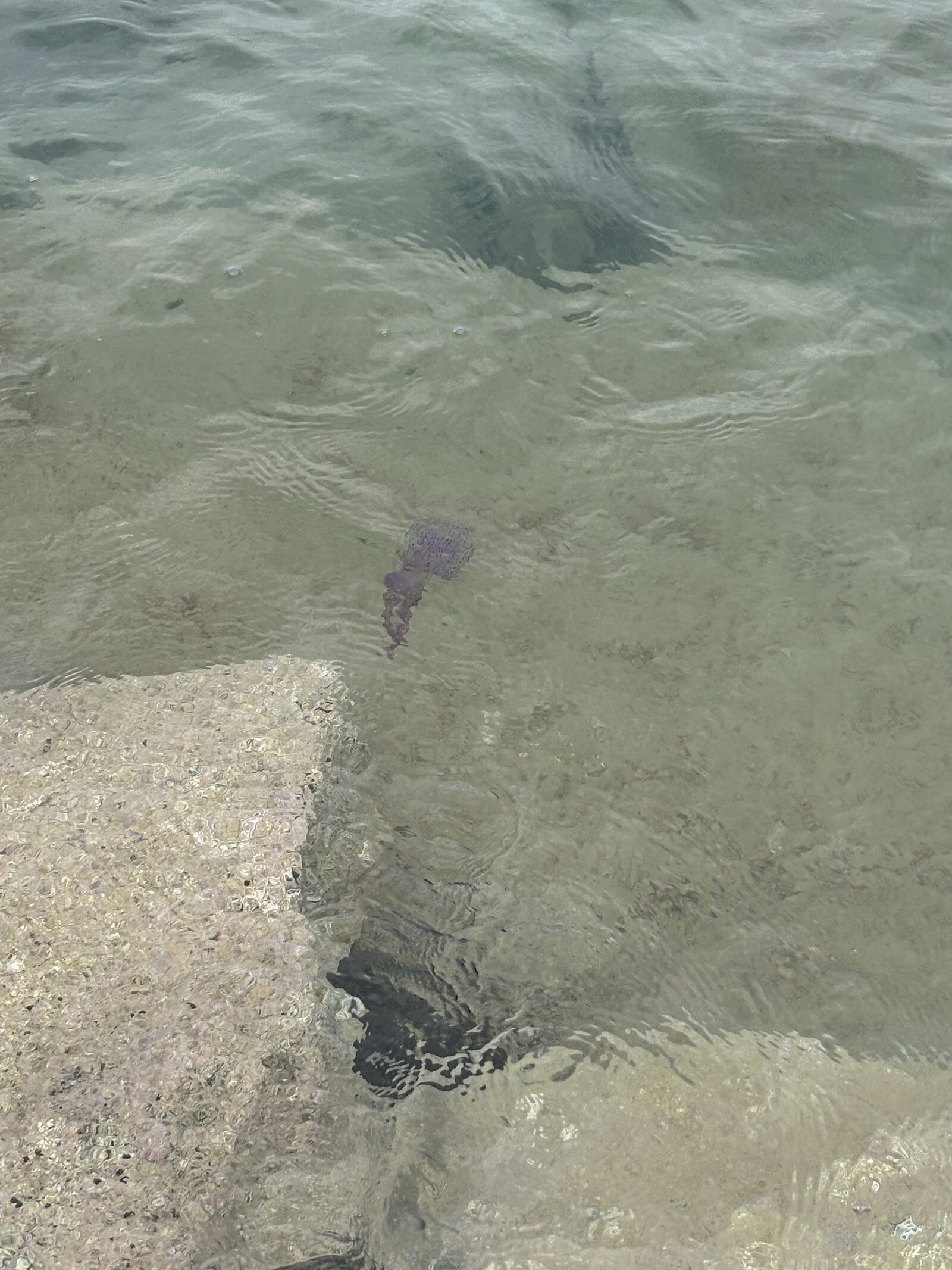 Pelagia Noctiluca