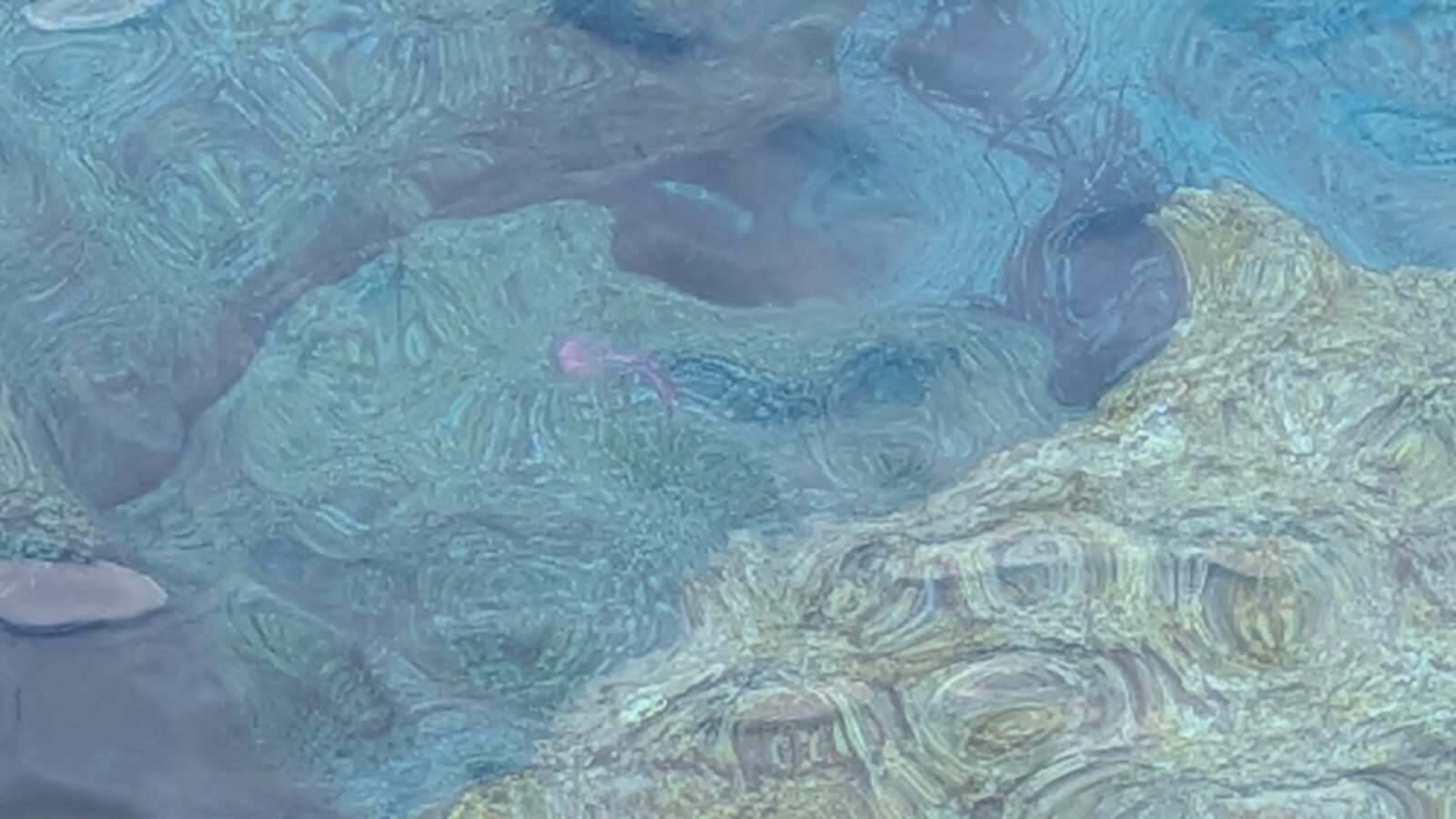 Pelagia Noctiluca