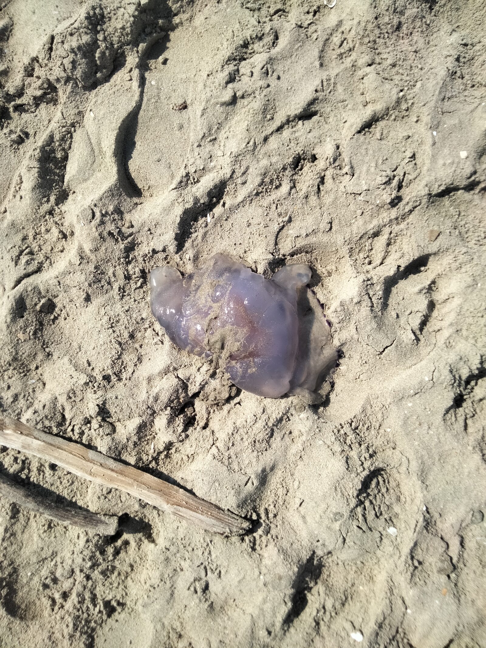 Rhizostoma octopus
