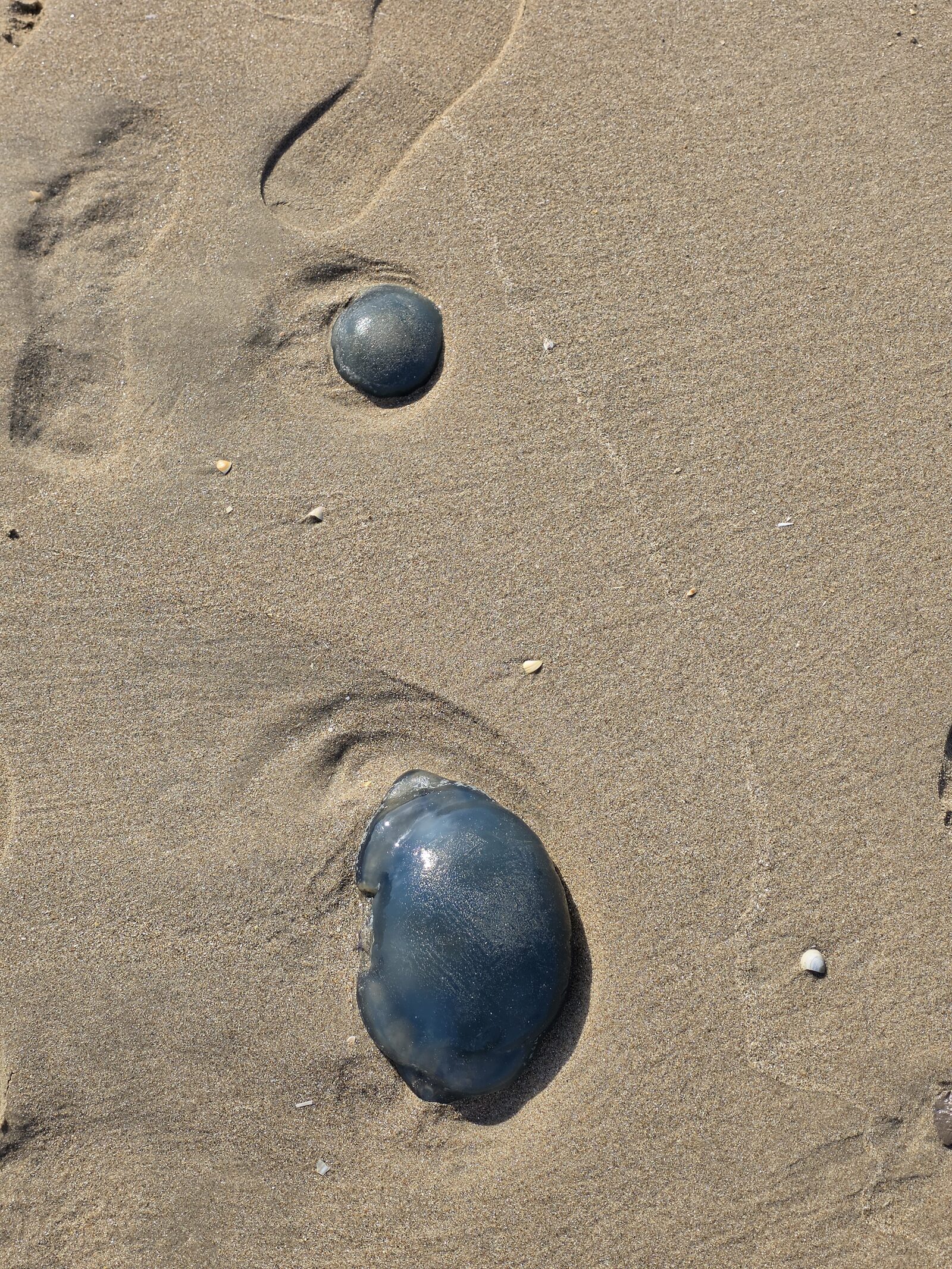 Rhizostoma octopus