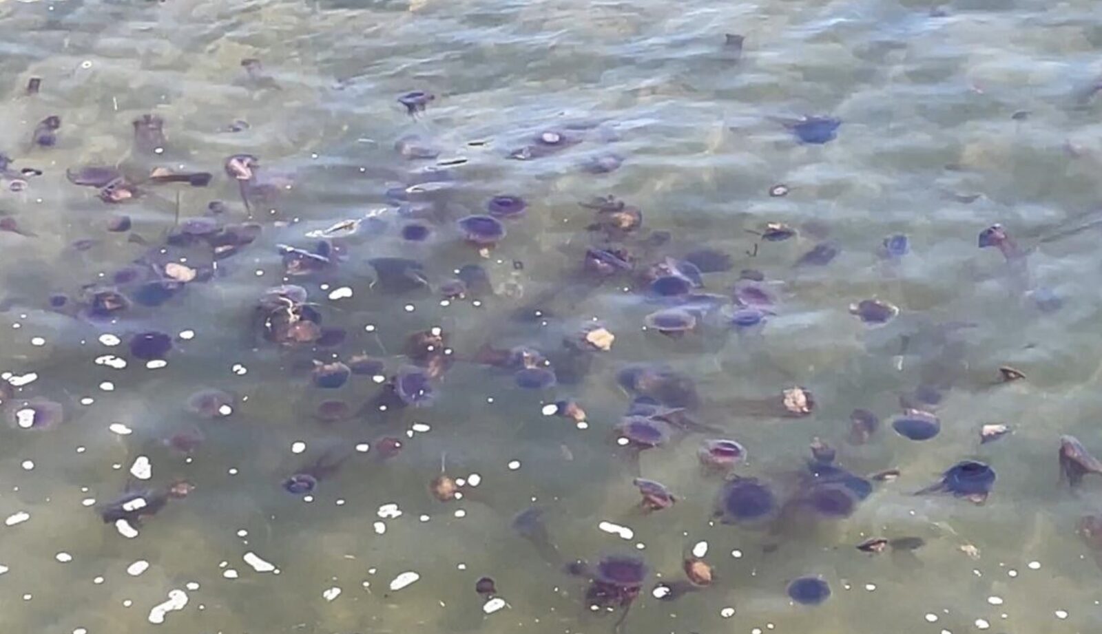 Pelagia Noctiluca