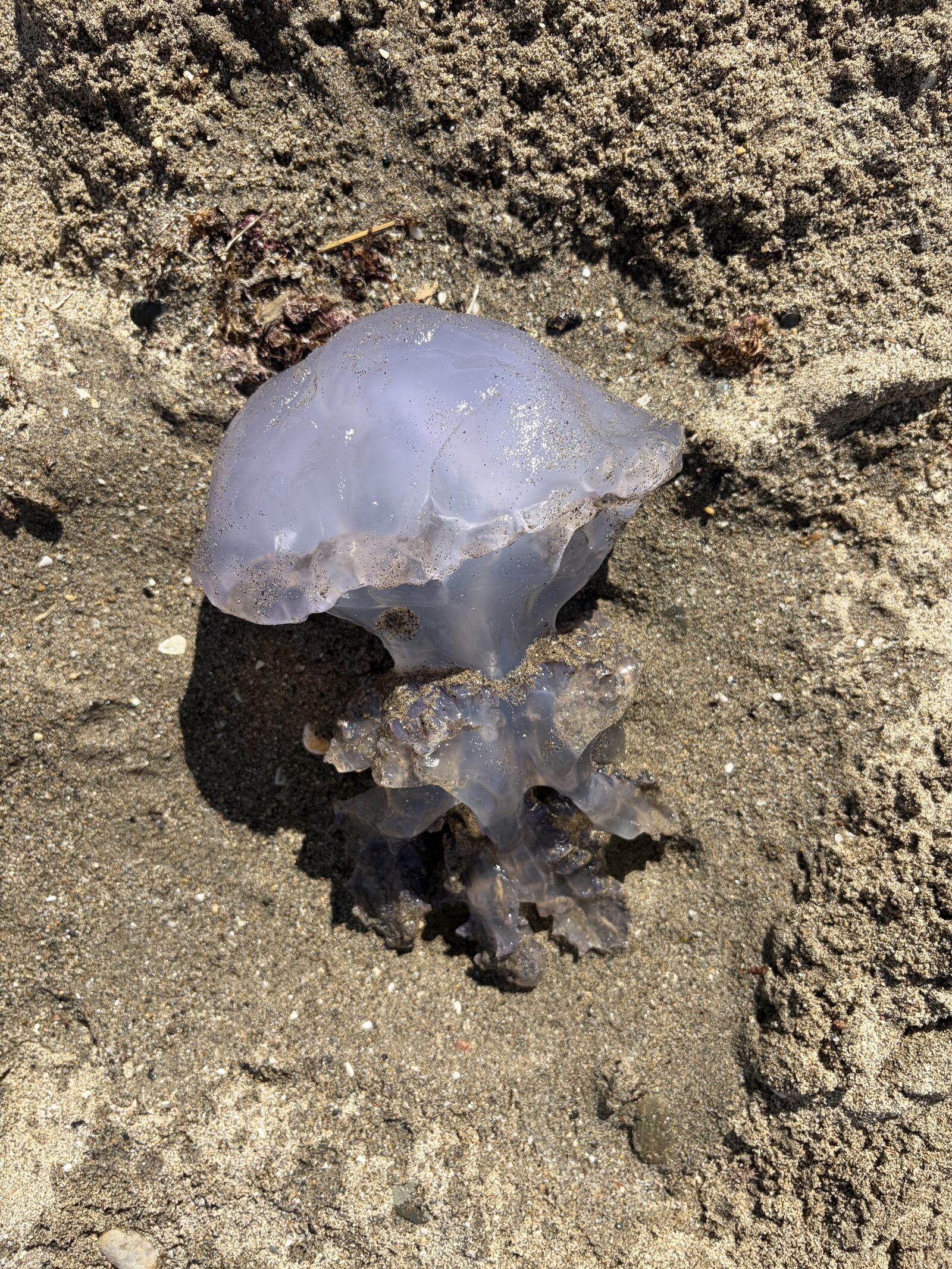 Rhizostoma octopus