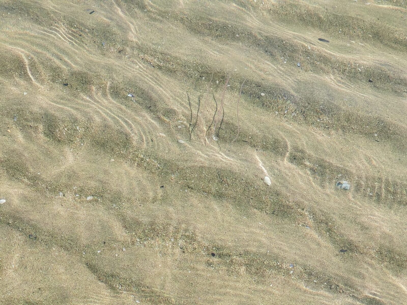 Carybdea marsupialis