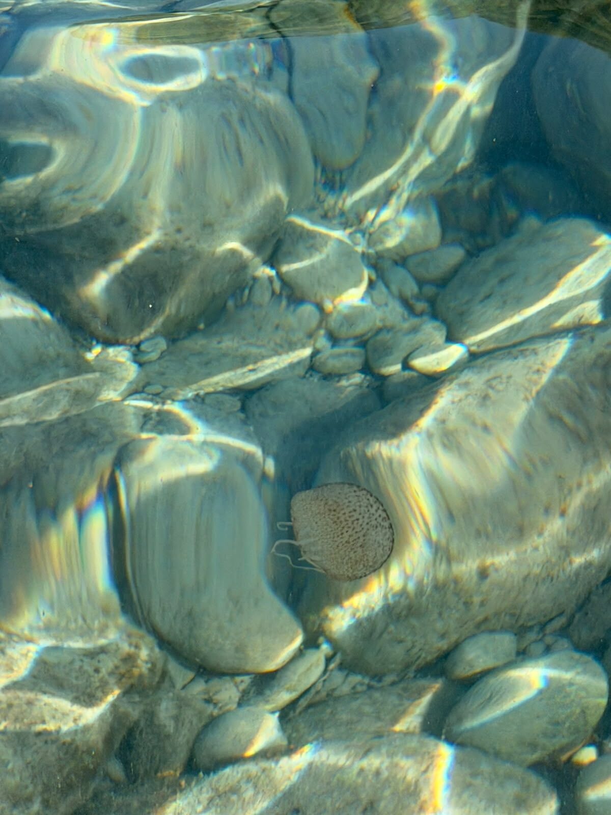 Pelagia Noctiluca