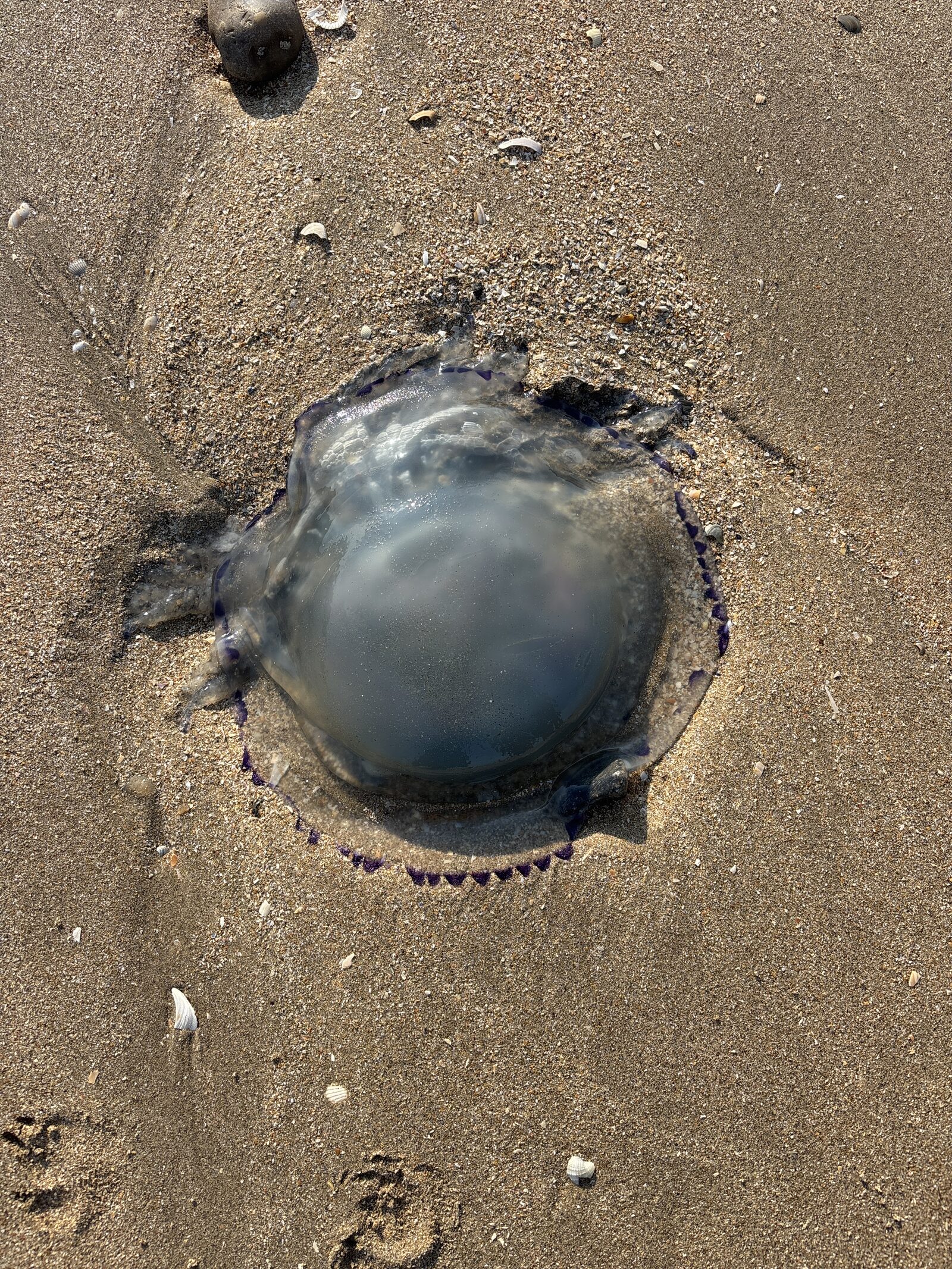 Rhizostoma octopus