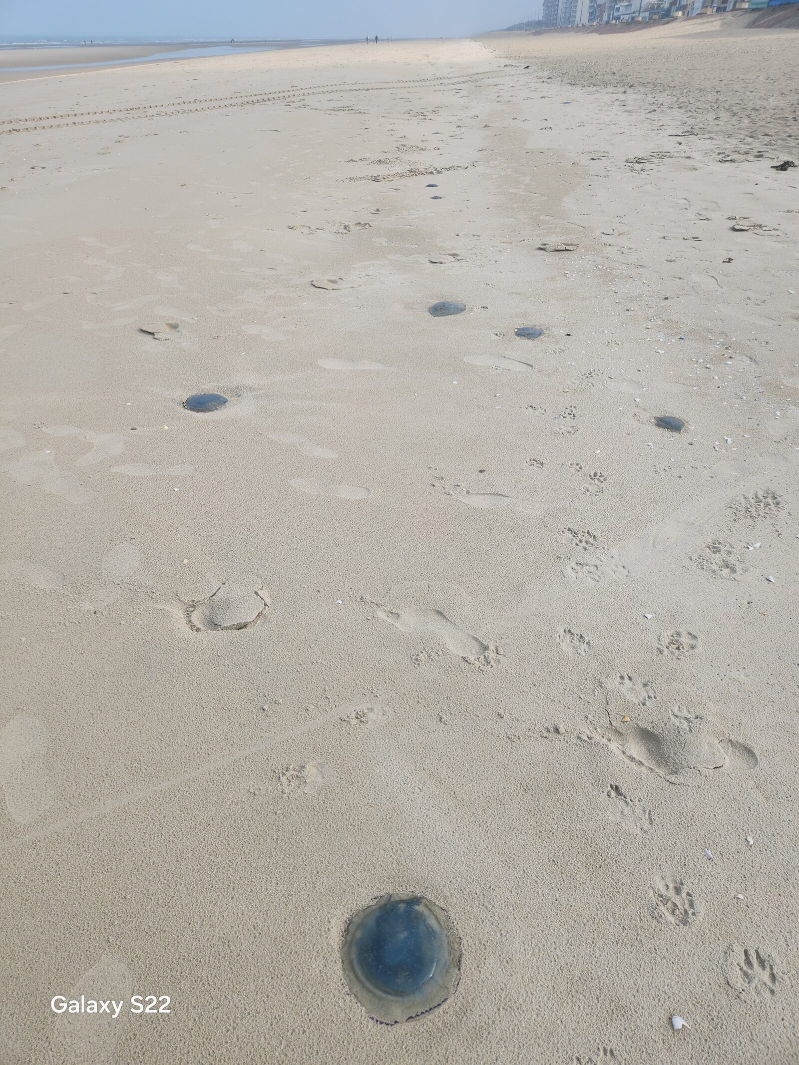Rhizostoma octopus