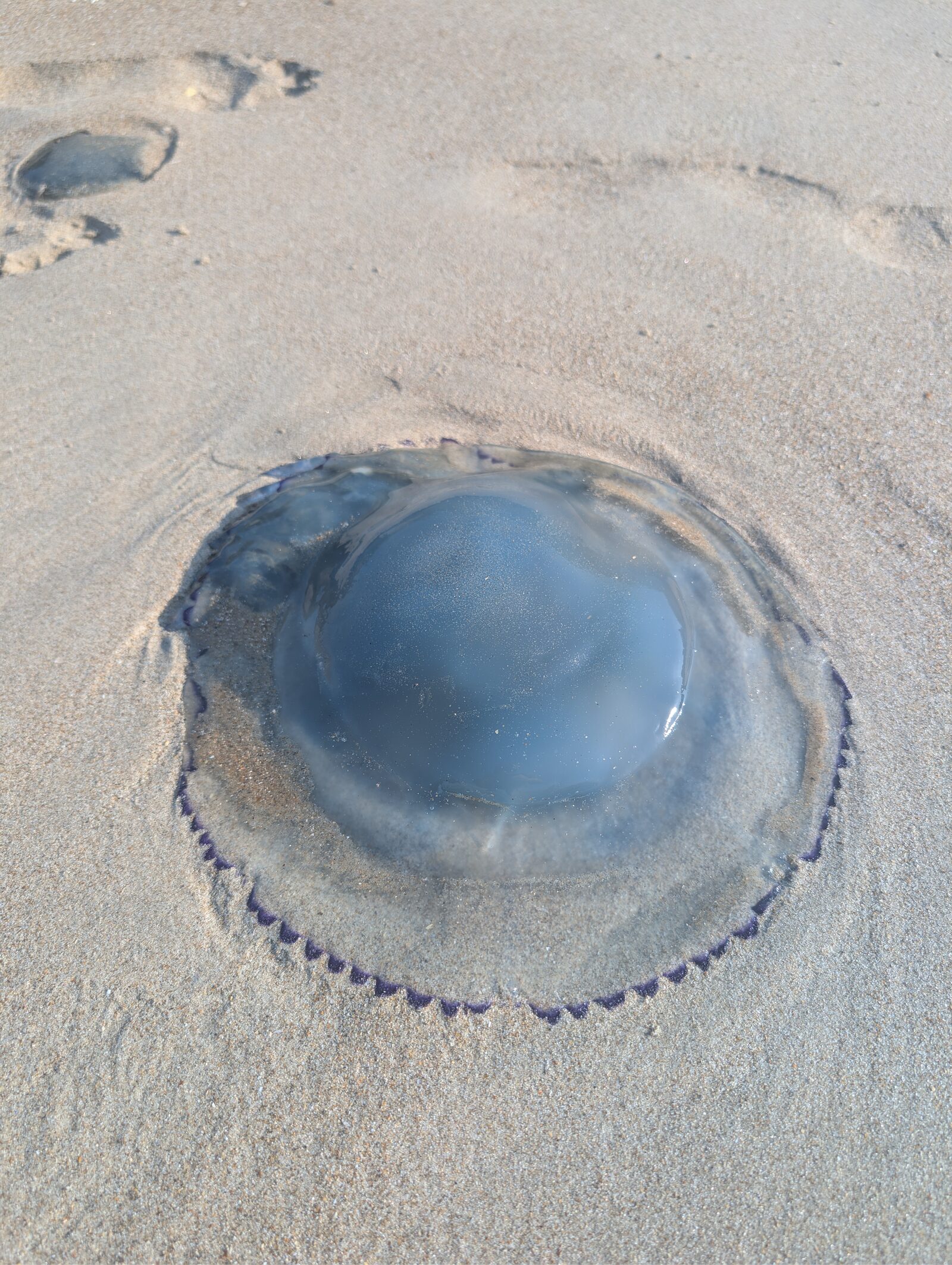 Rhizostoma octopus