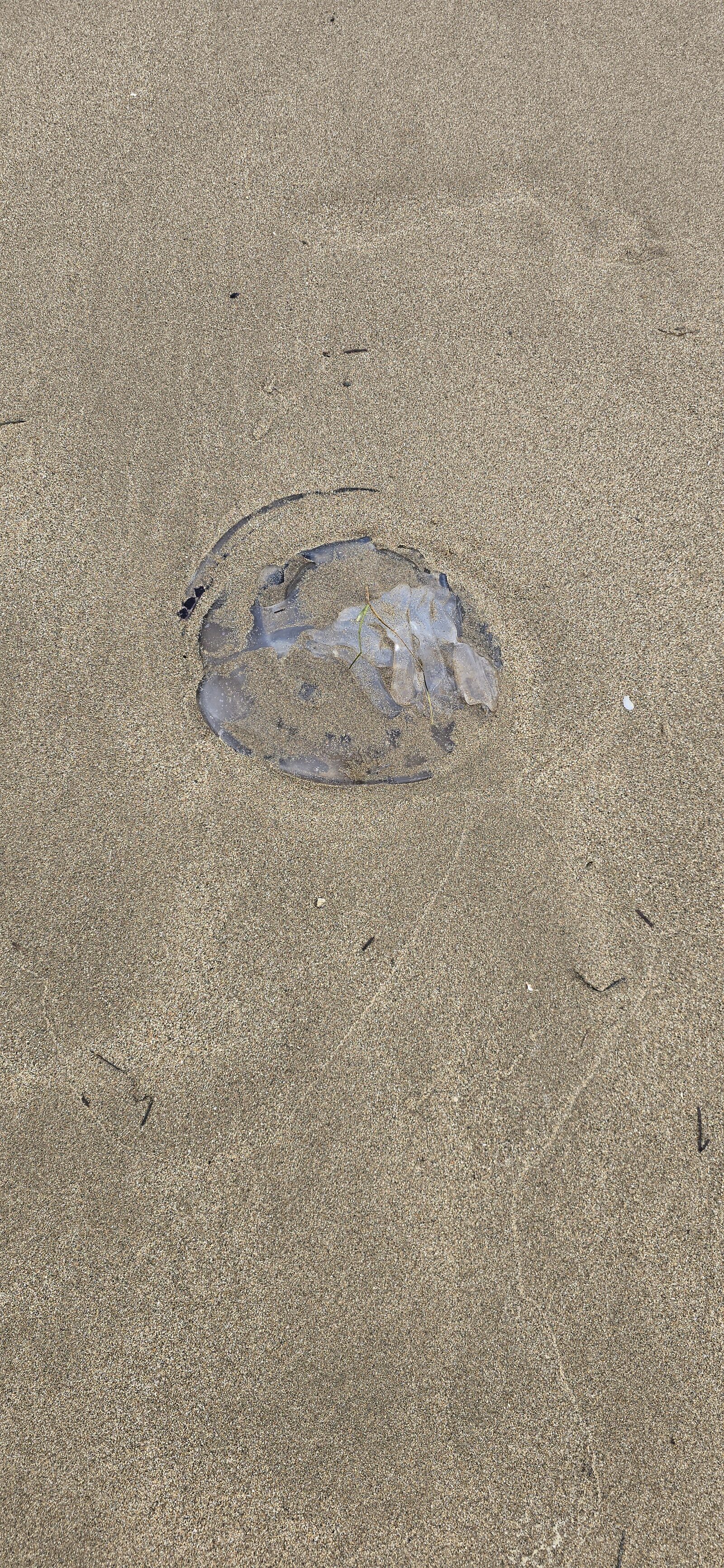 Rhizostoma octopus